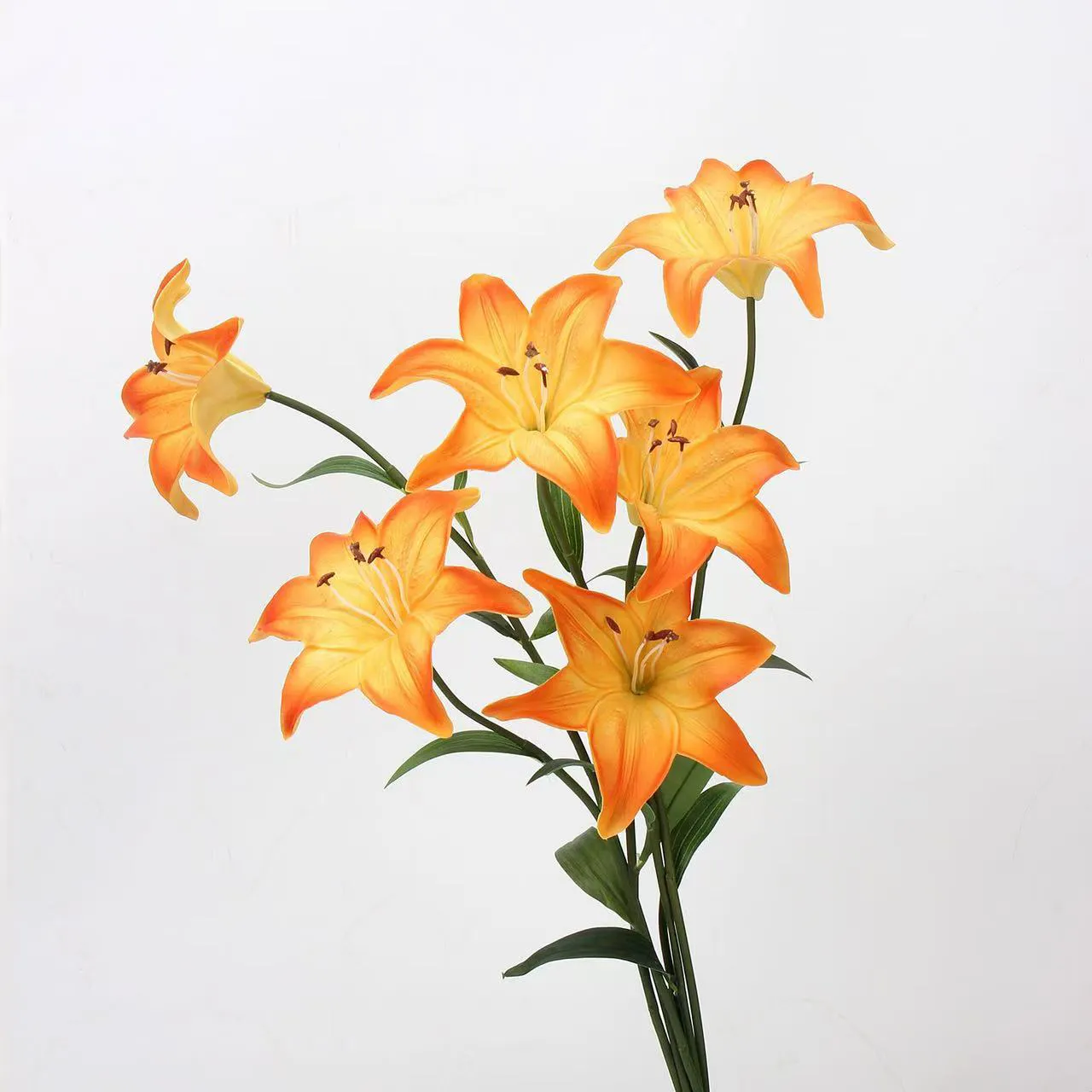 Lily amant