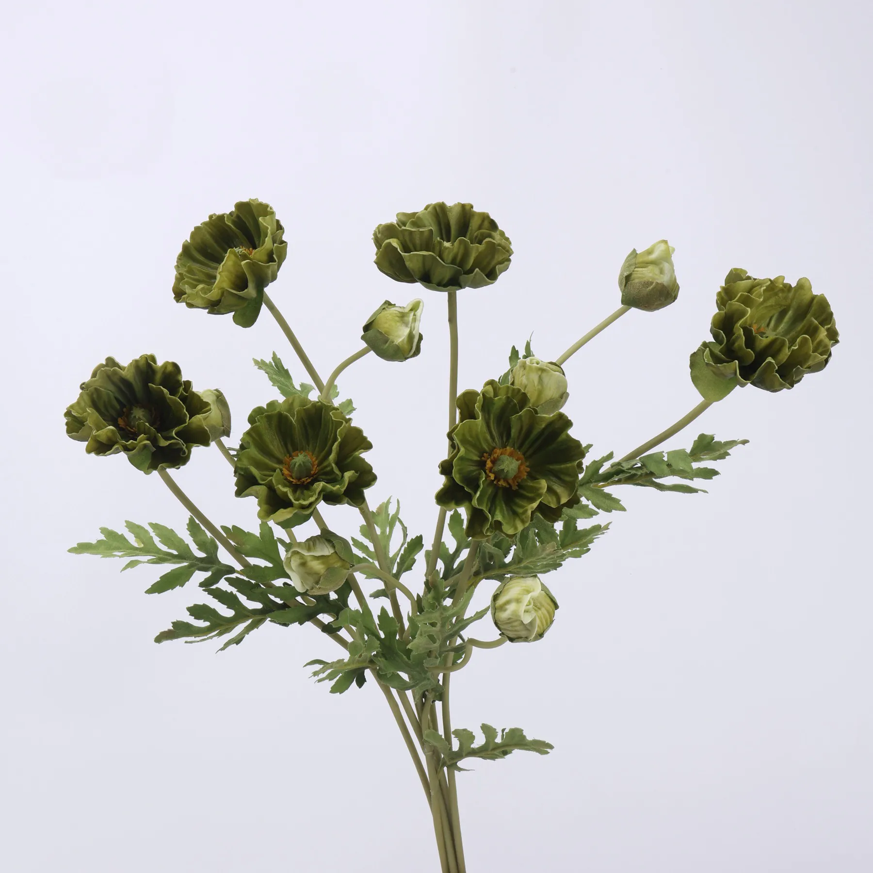 poppy de maïs