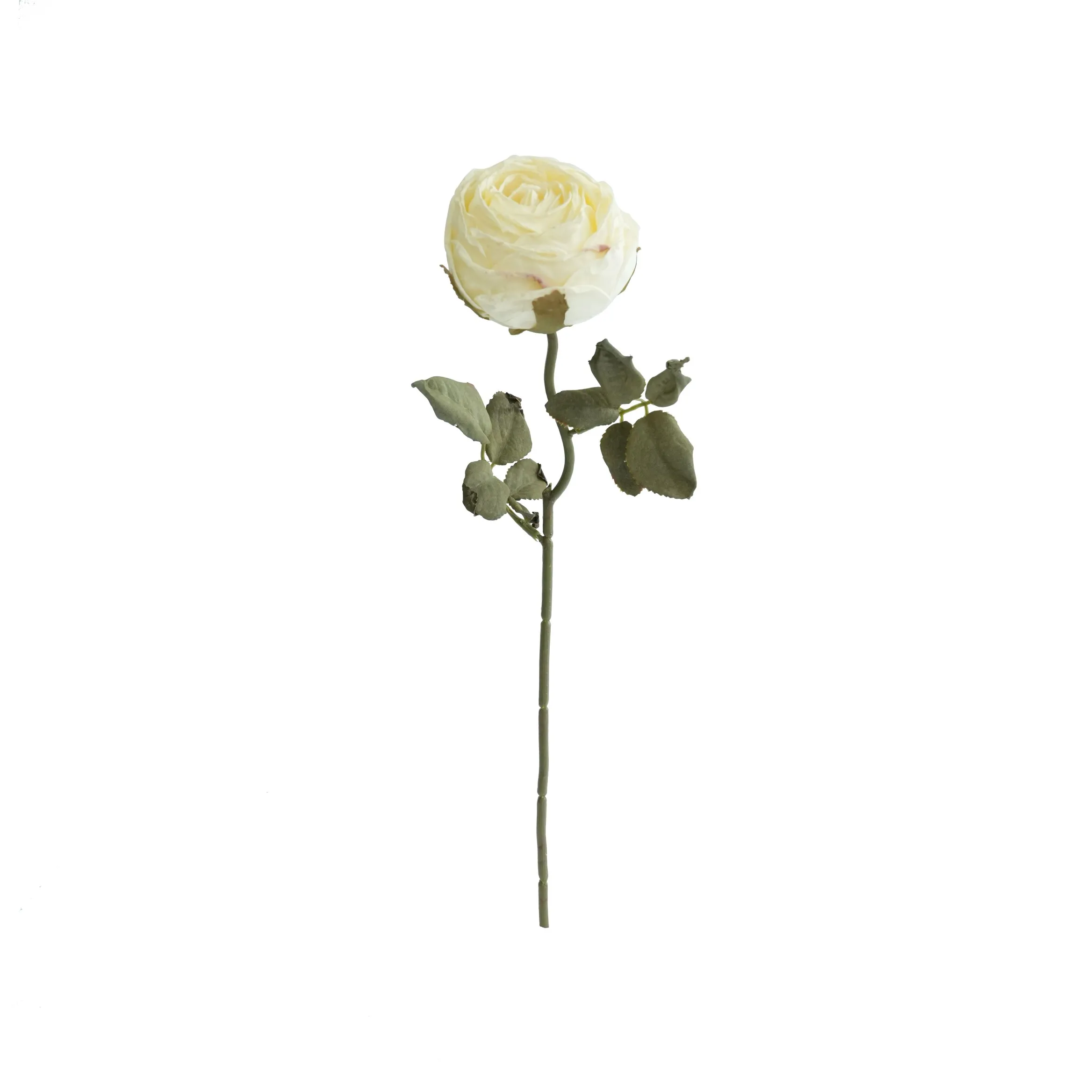 Roses rondes hachées