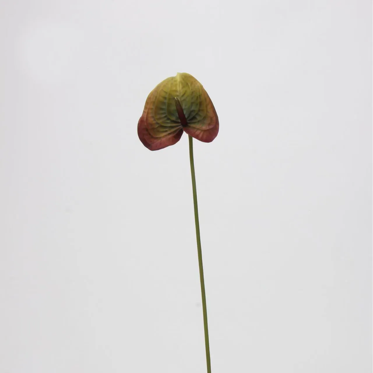 anthurium paume