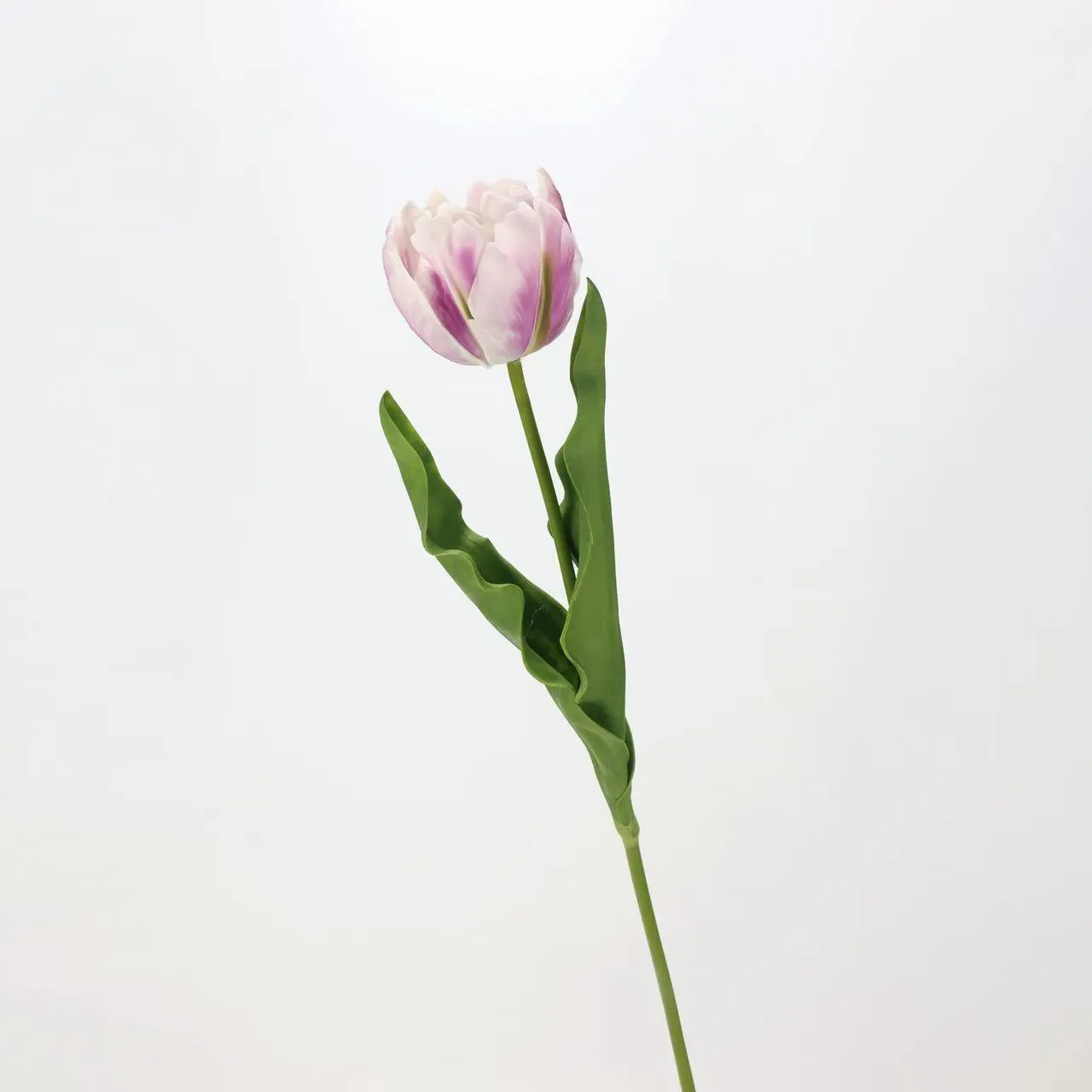tulip rococo