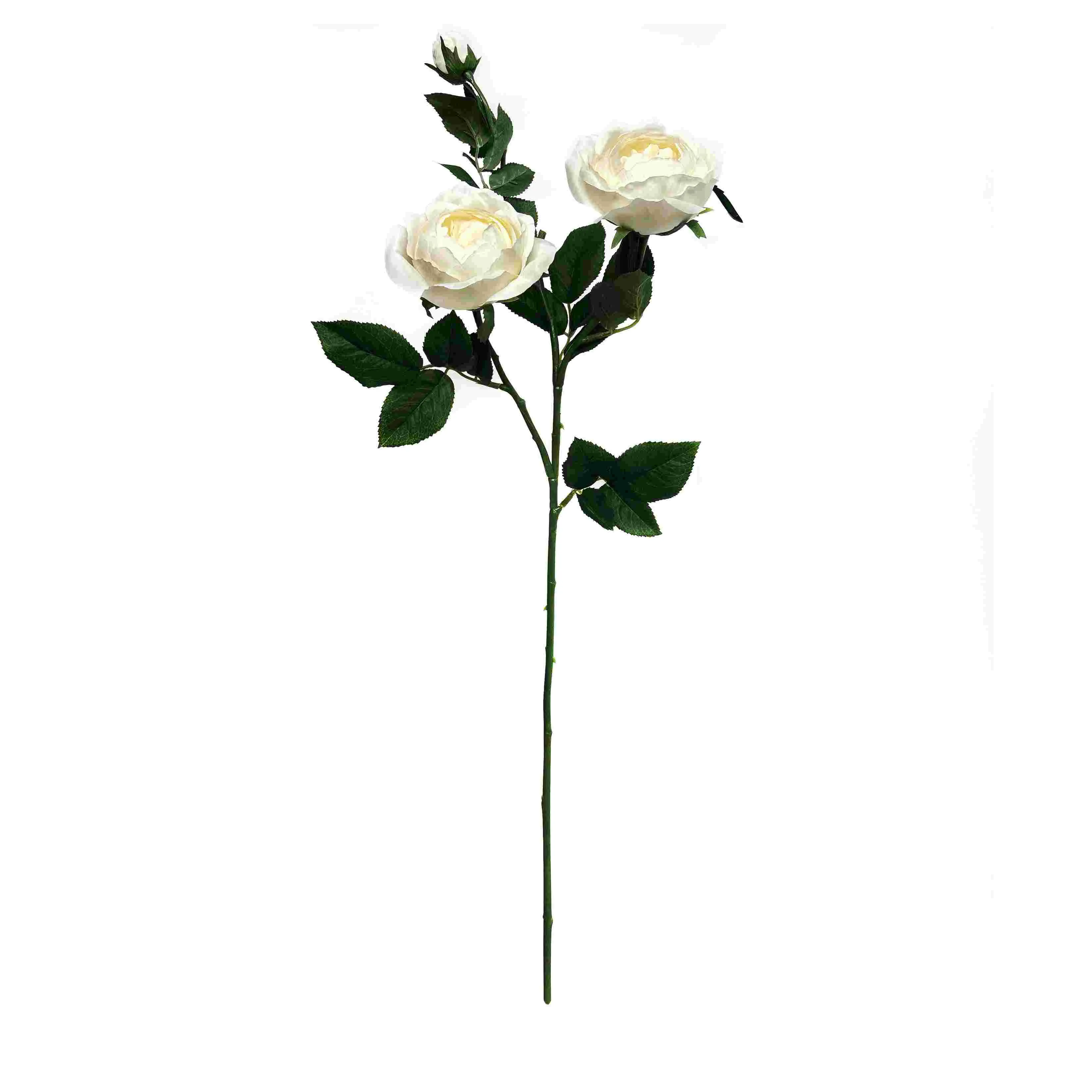 Une seule rose papillon