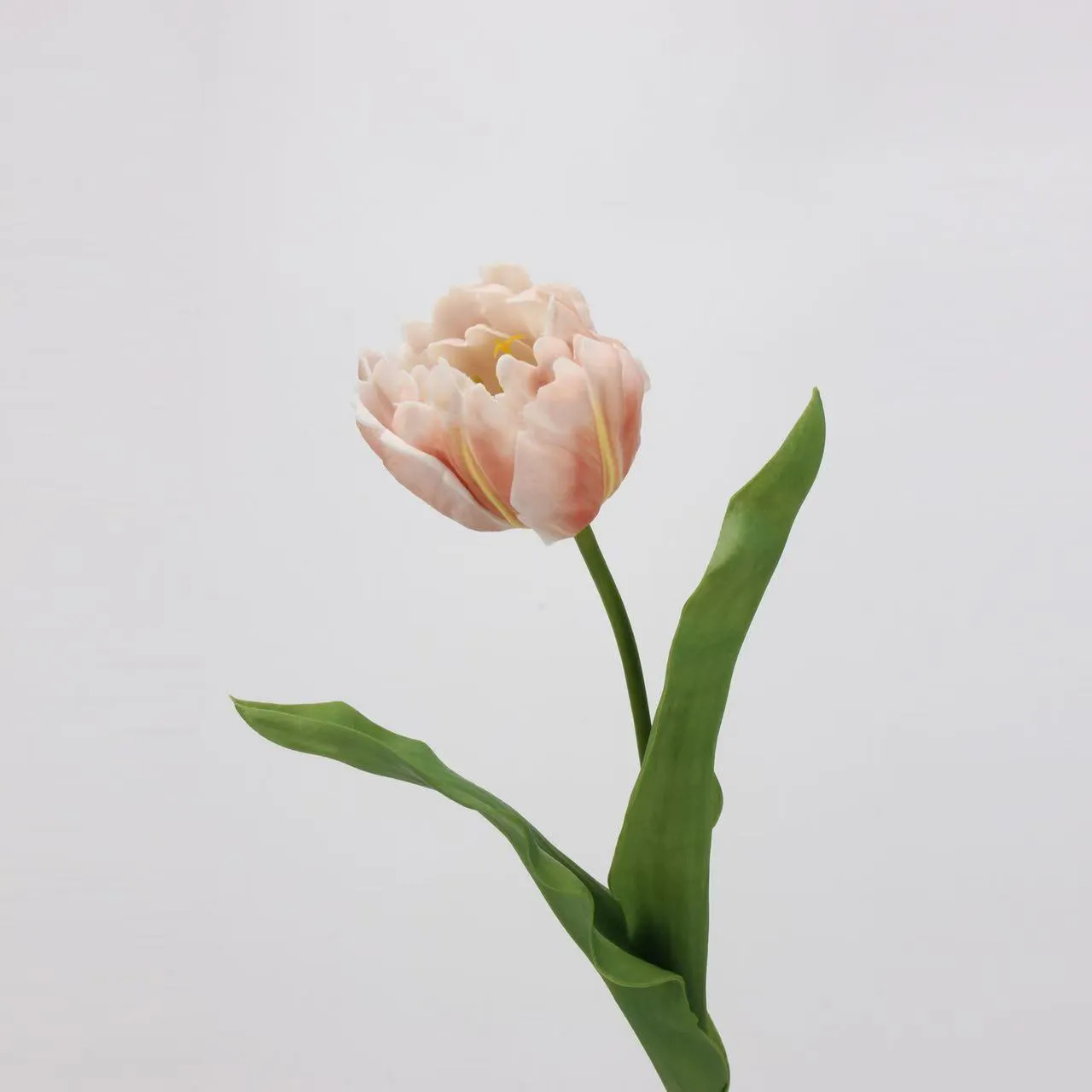 tulip rococo