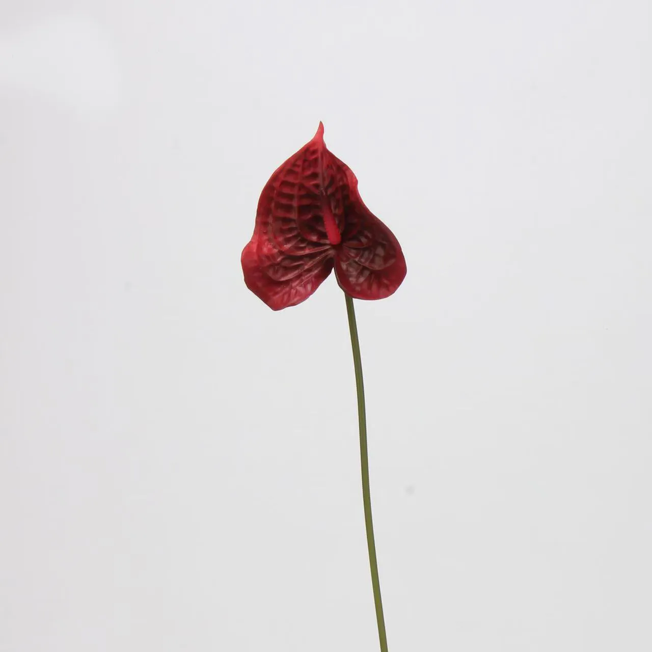 anthurium paume