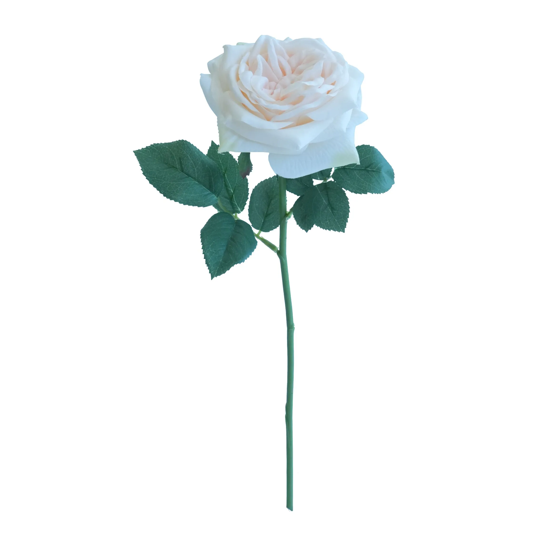 Rose de lys courts