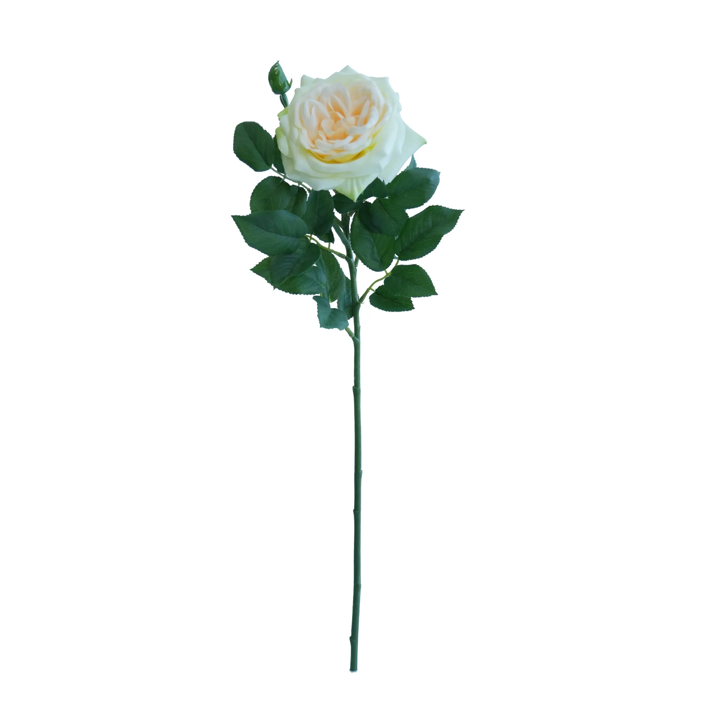 Rose lychue célibataire