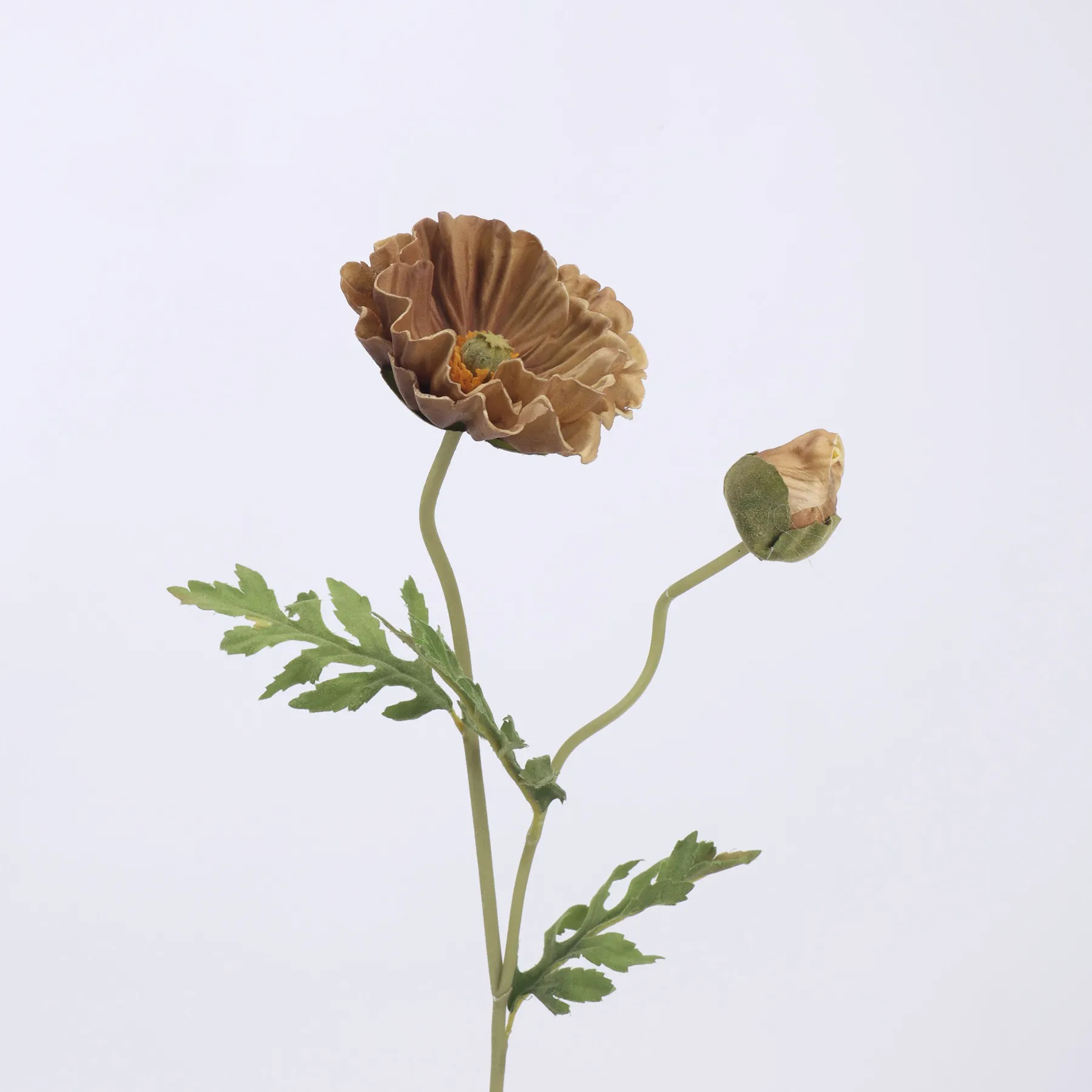 poppy de maïs