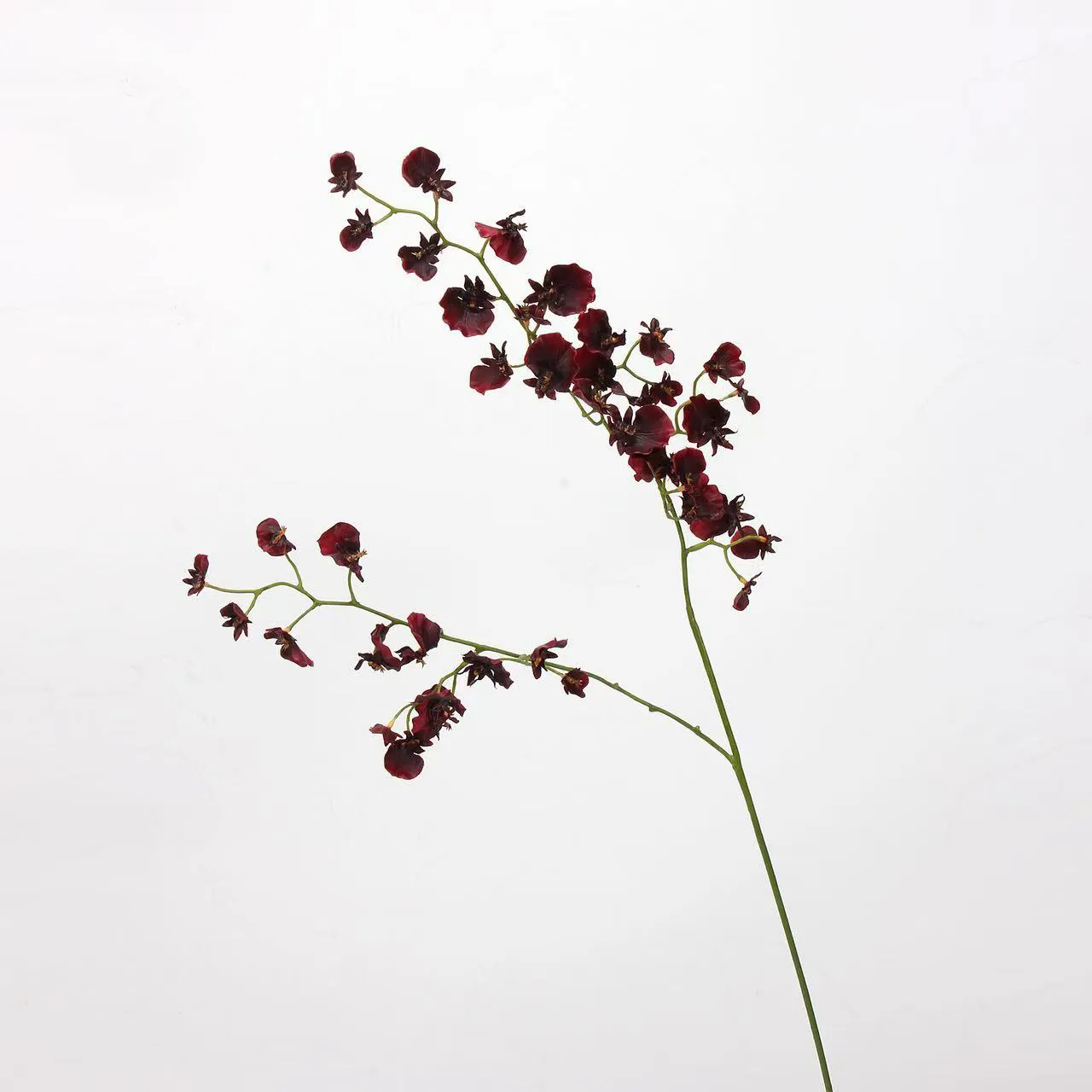 orchidée dansante