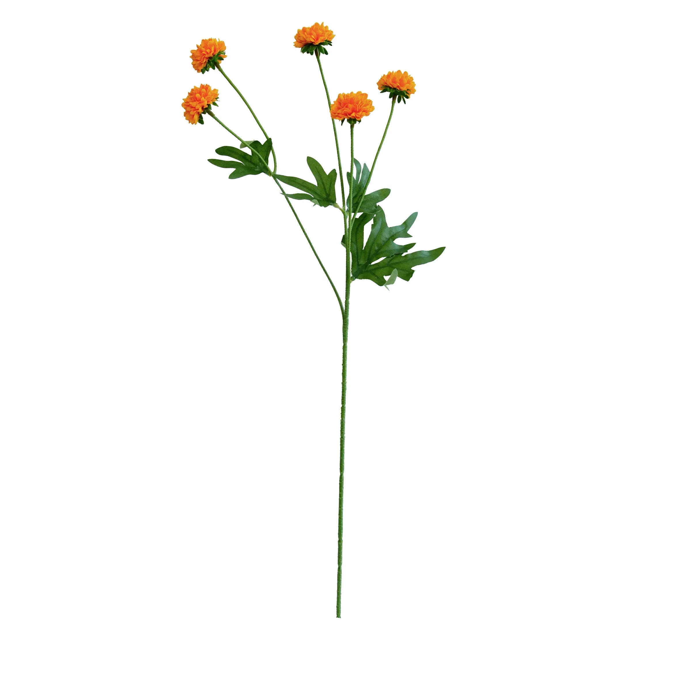 Un seul chrysanthemum
