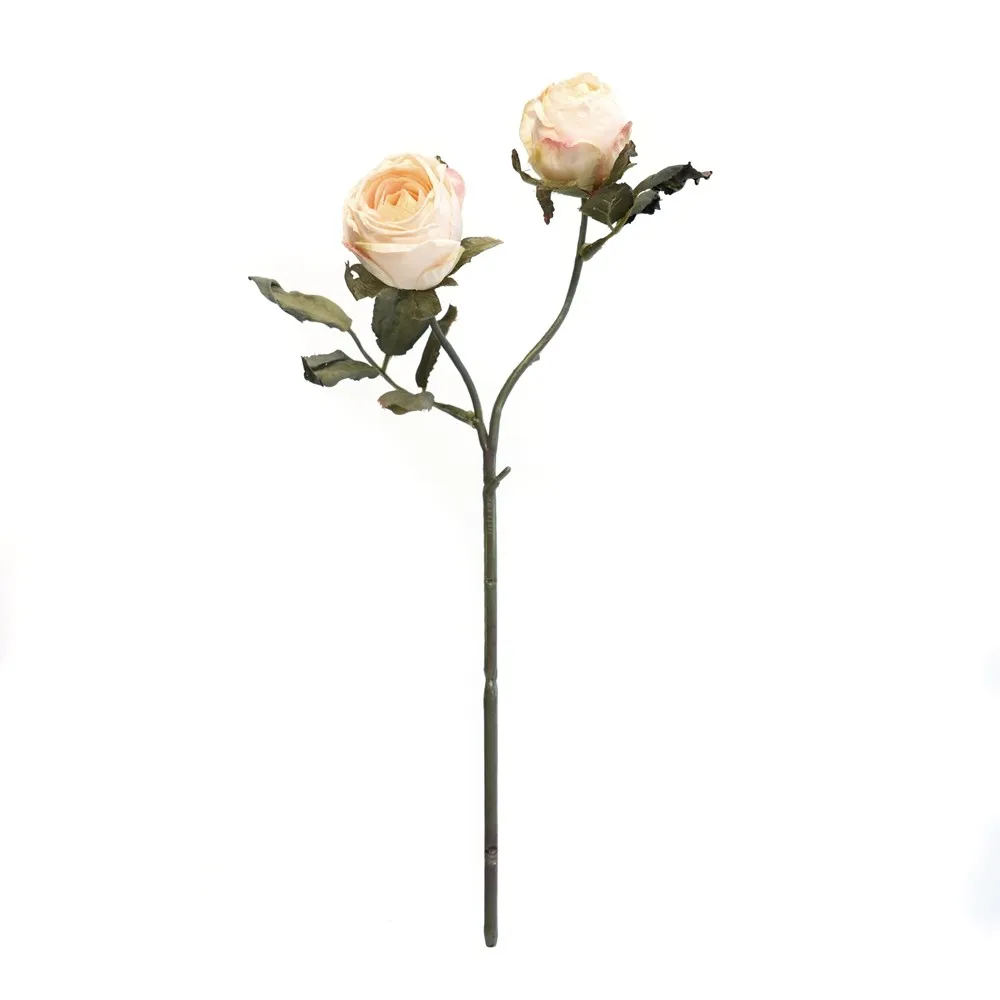 2 têtes de Vénus