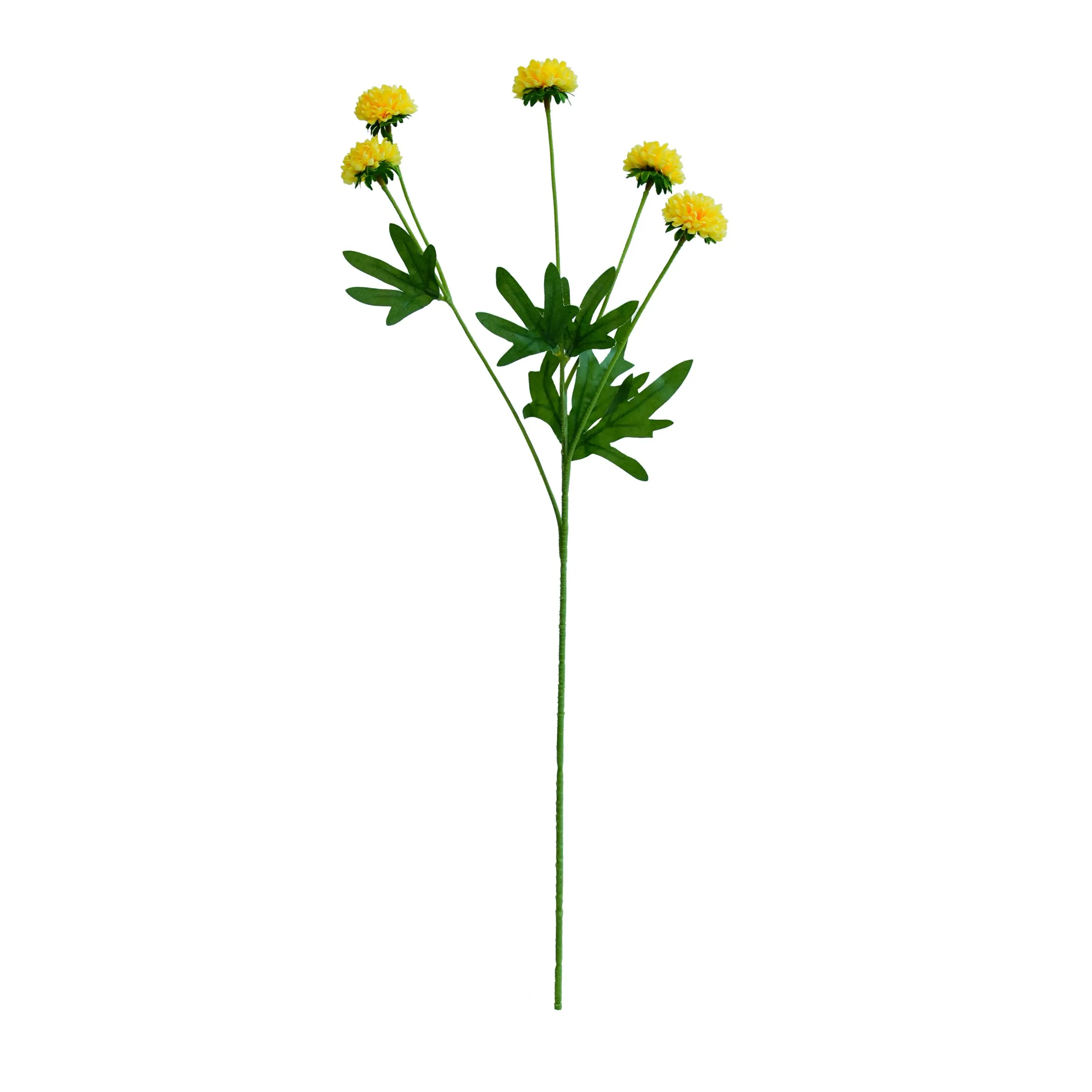 Un seul chrysanthemum