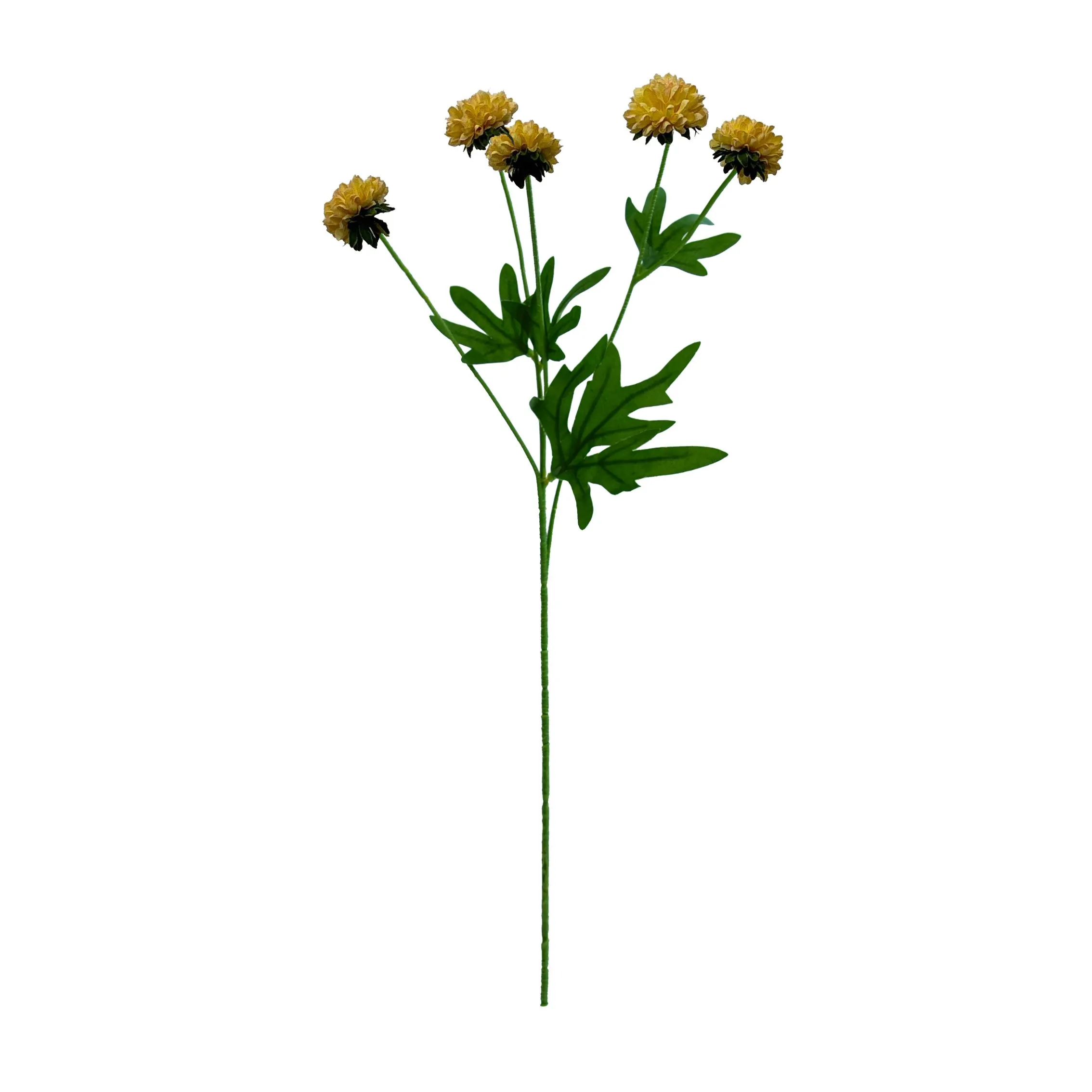 Un seul chrysanthemum