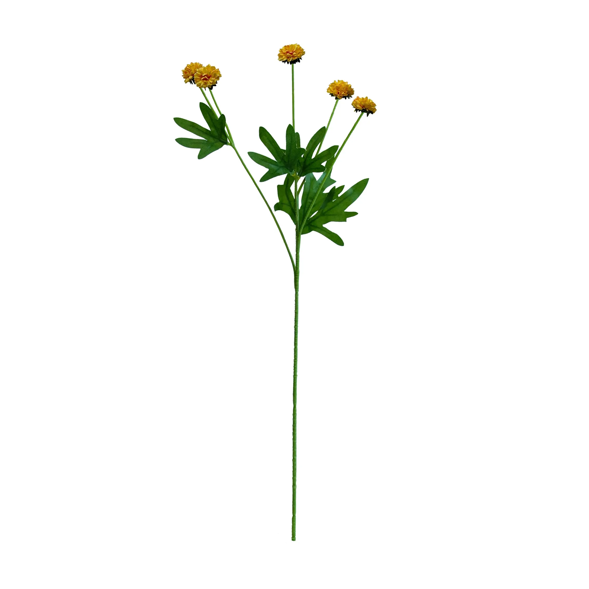 Un seul chrysanthemum