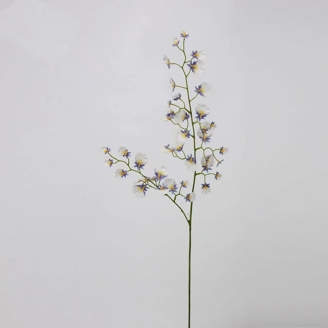 orchidée dansante