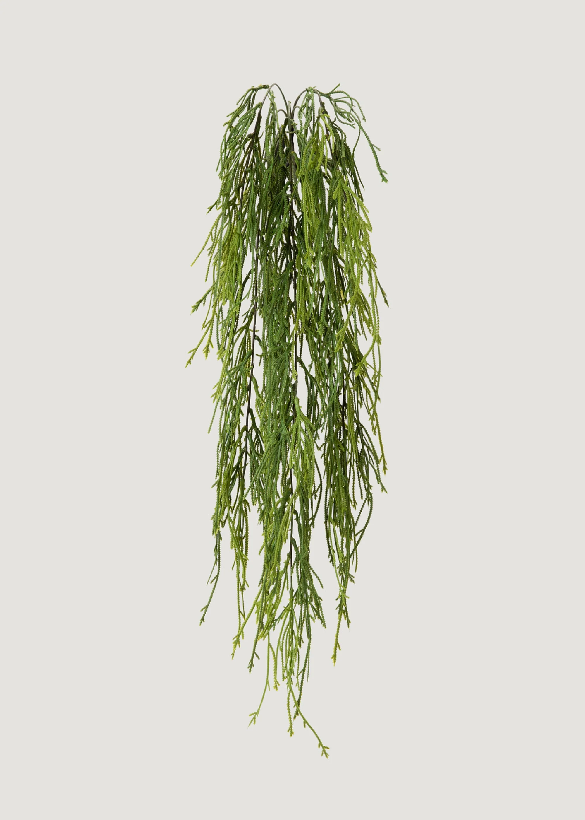 INDOOR_OUTDOOOR FAUIE PLAN MOSS MOSS FERN À partir de 100