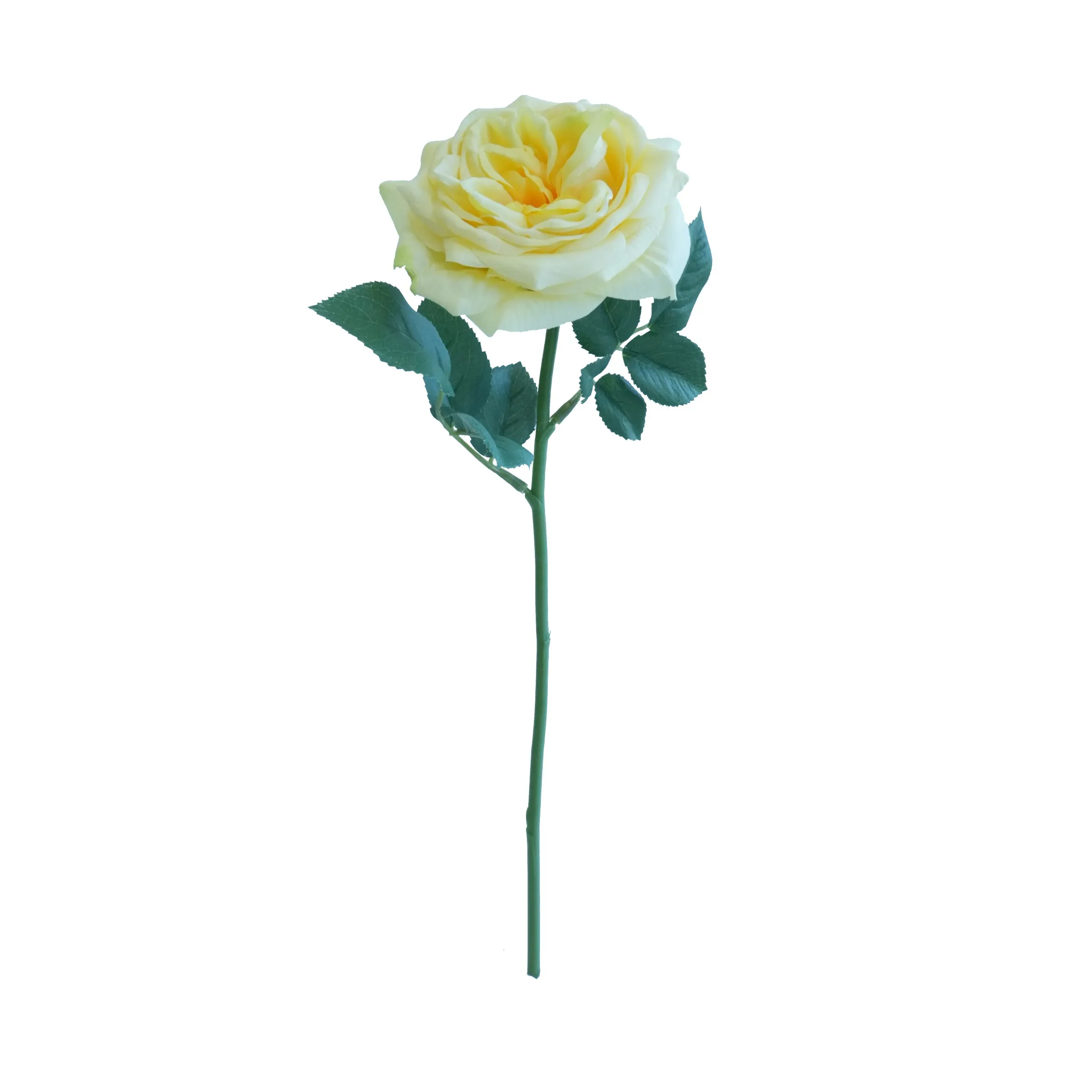 Rose de lys courts