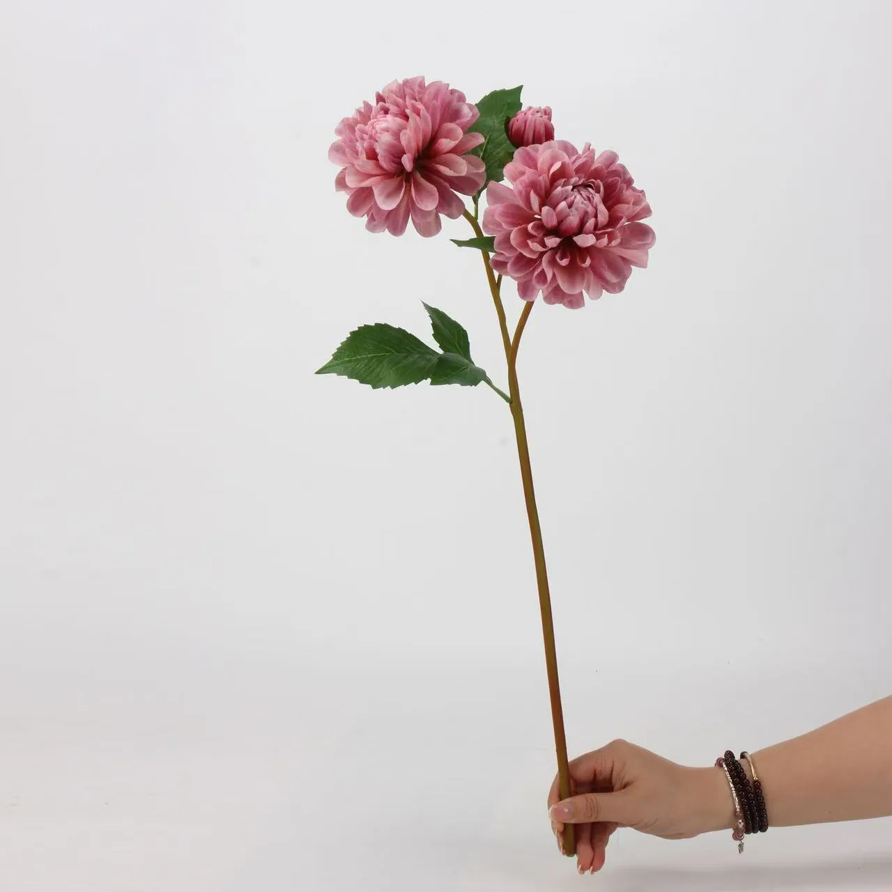 Dahlia