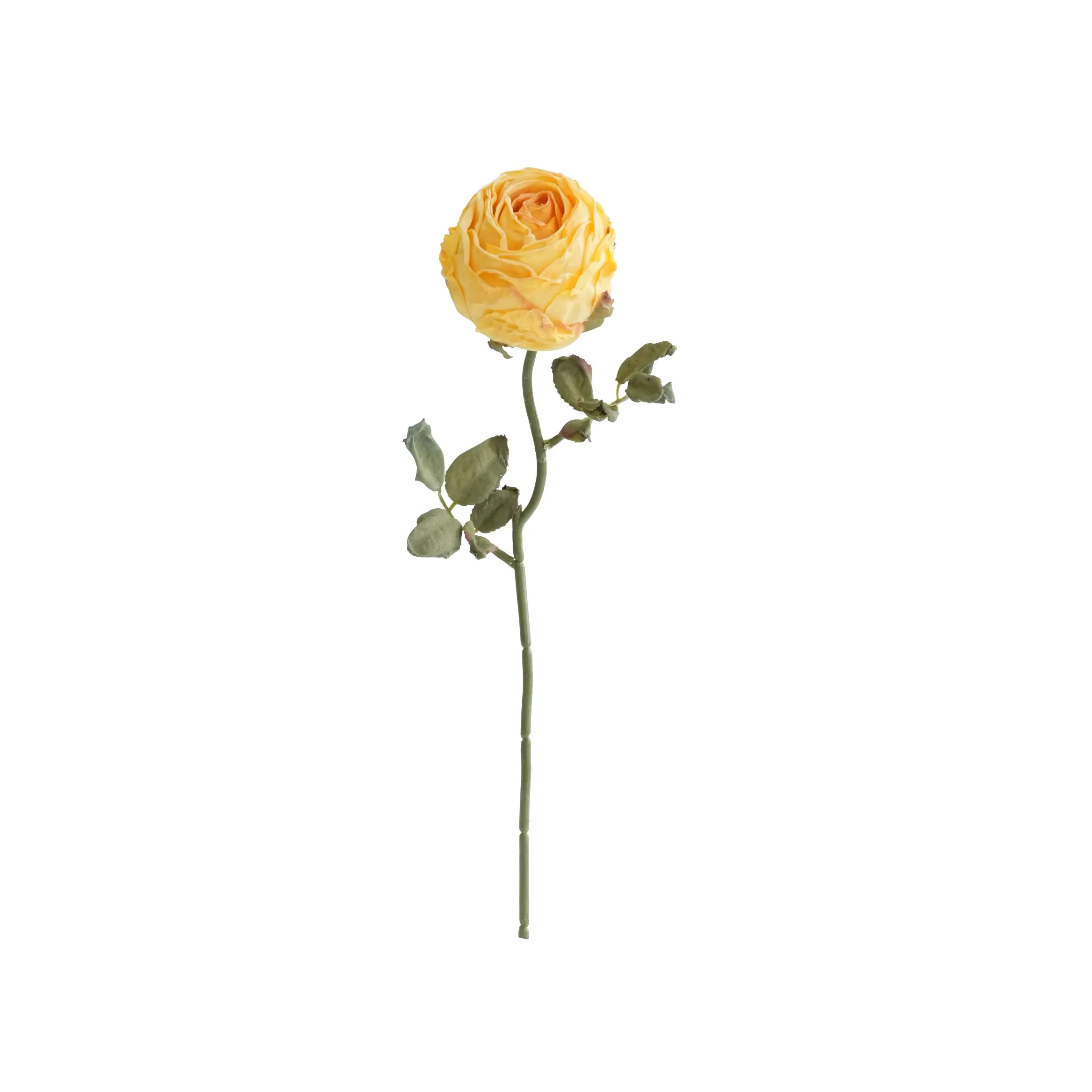 Roses rondes hachées