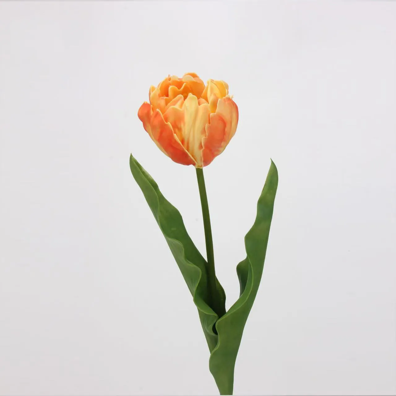 tulip rococo