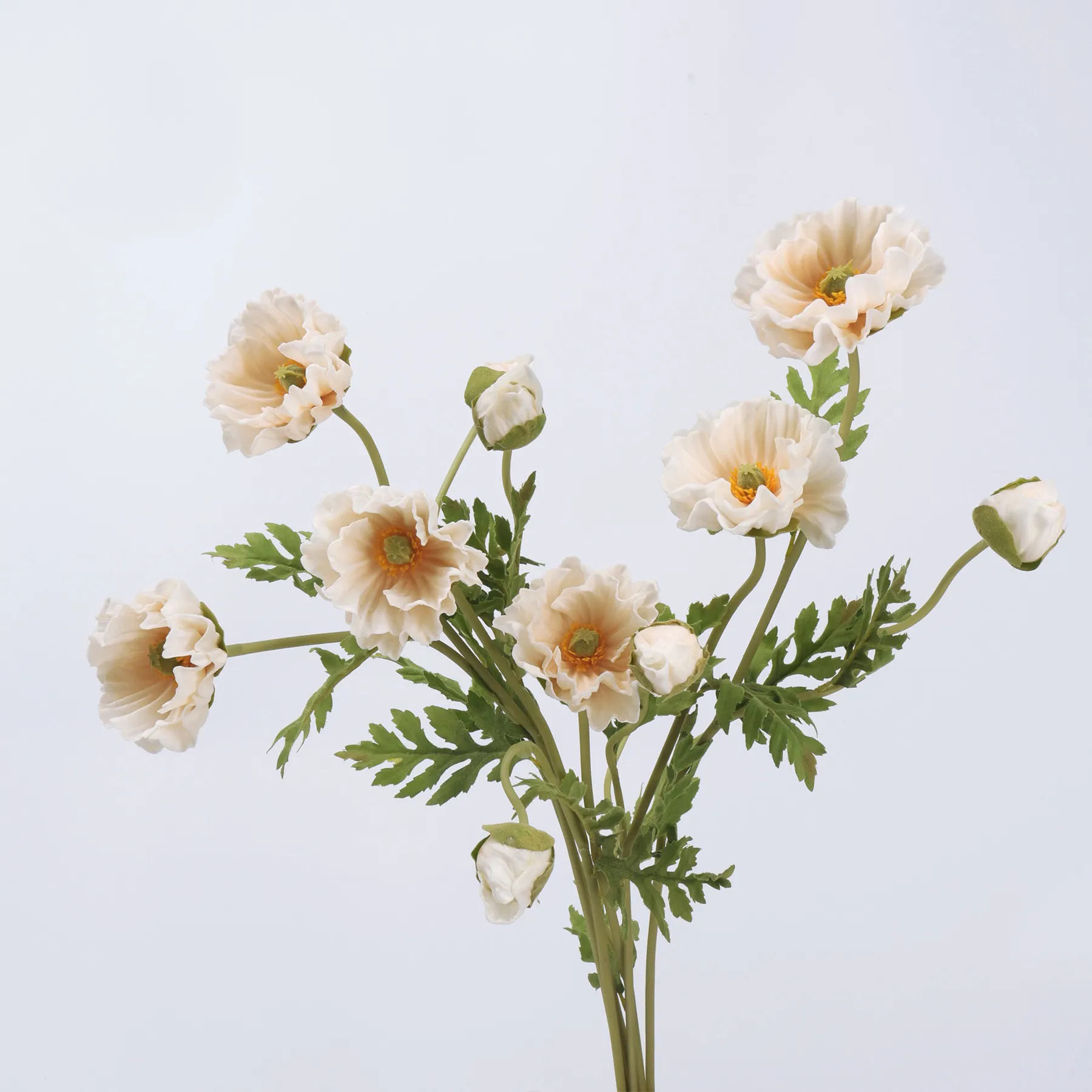 poppy de maïs