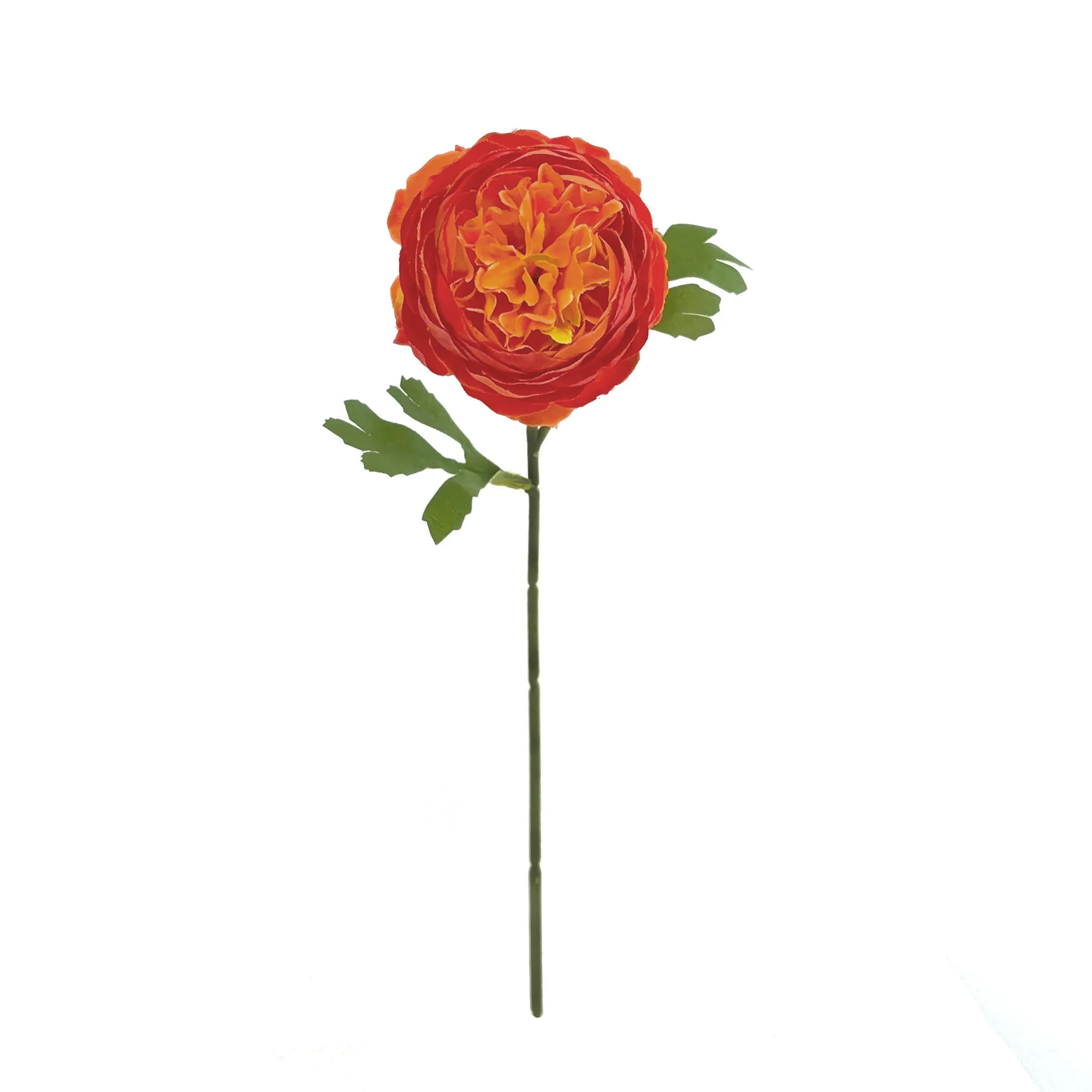 Pivoines mono-tête