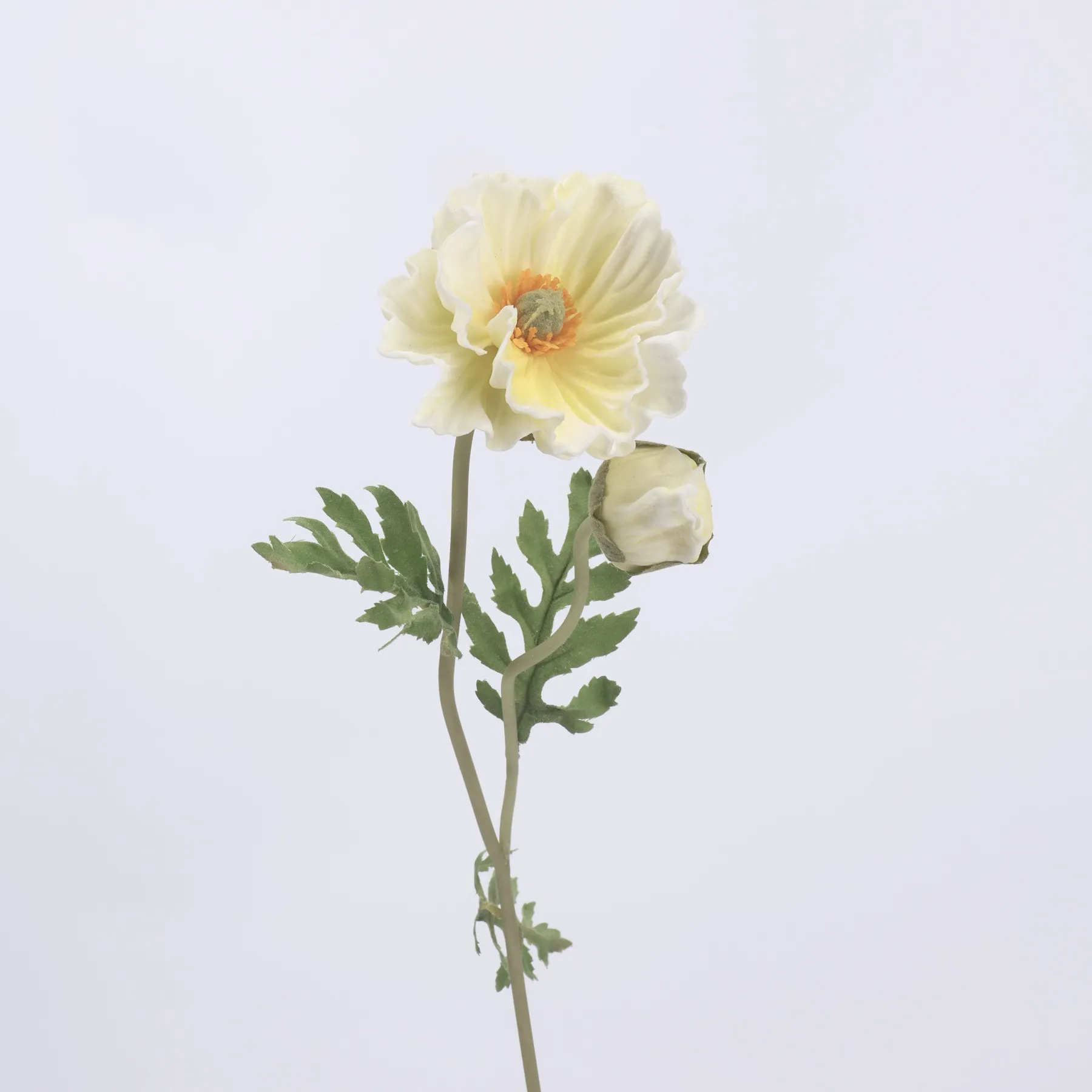 poppy de maïs