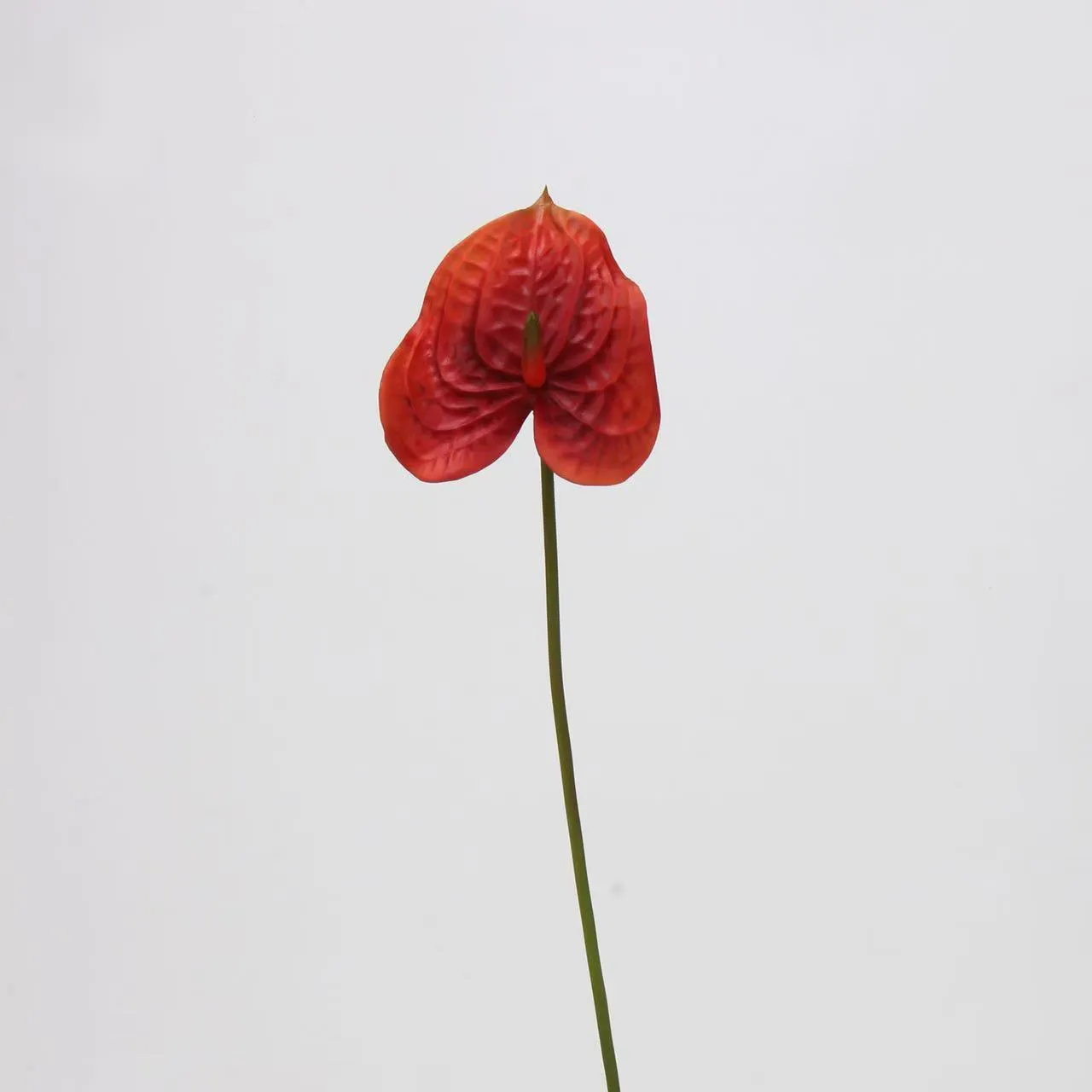 anthurium paume