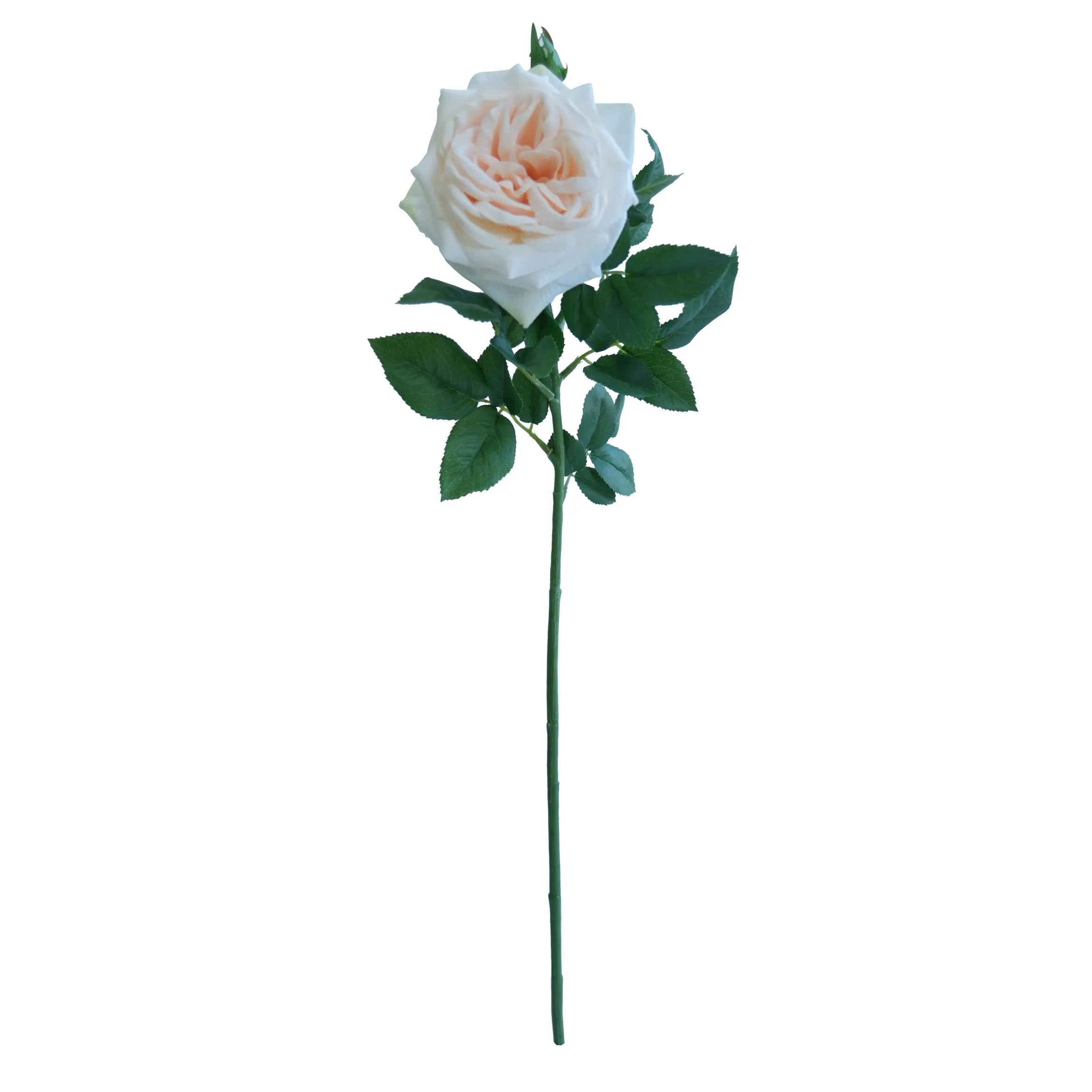 Rose lychue célibataire