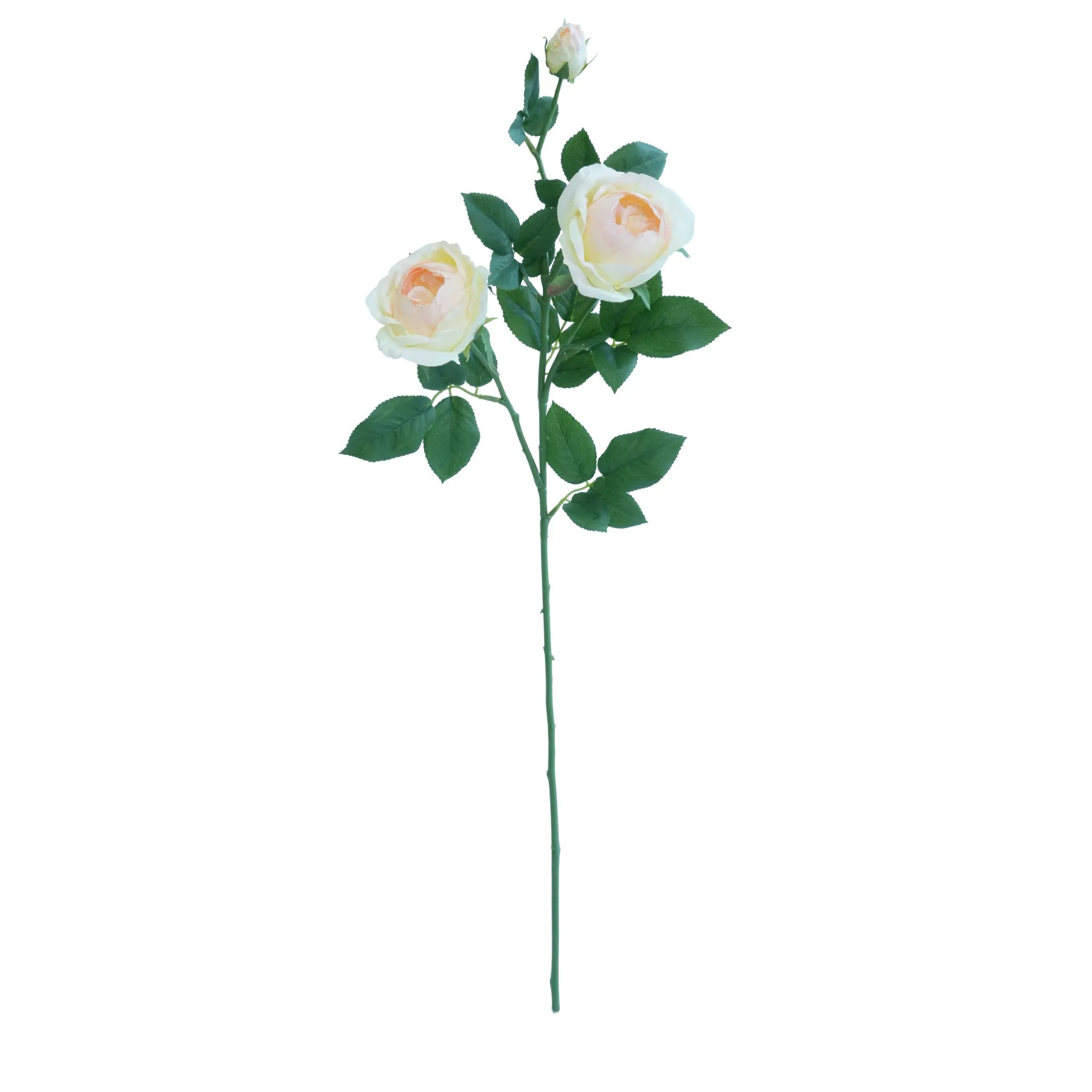 Une seule rose papillon