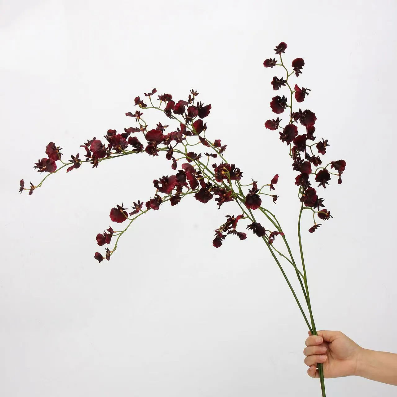 orchidée dansante