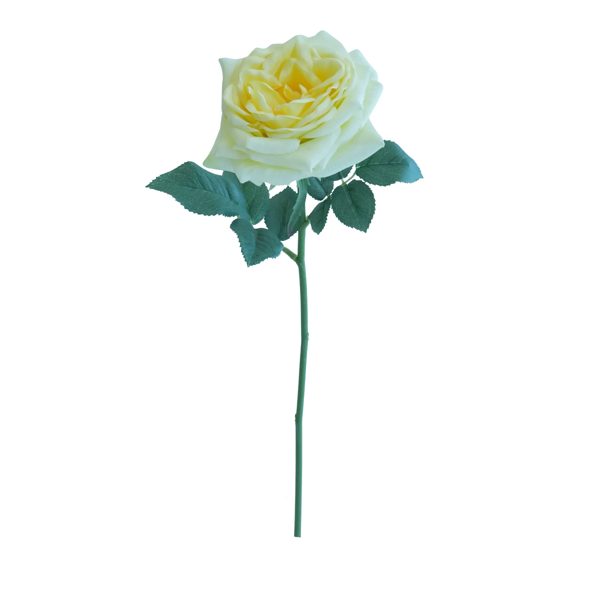Rose de lys courts