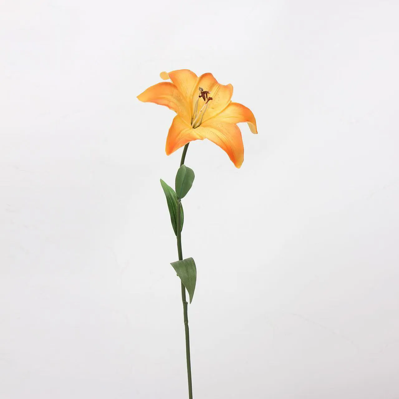 Lily amant