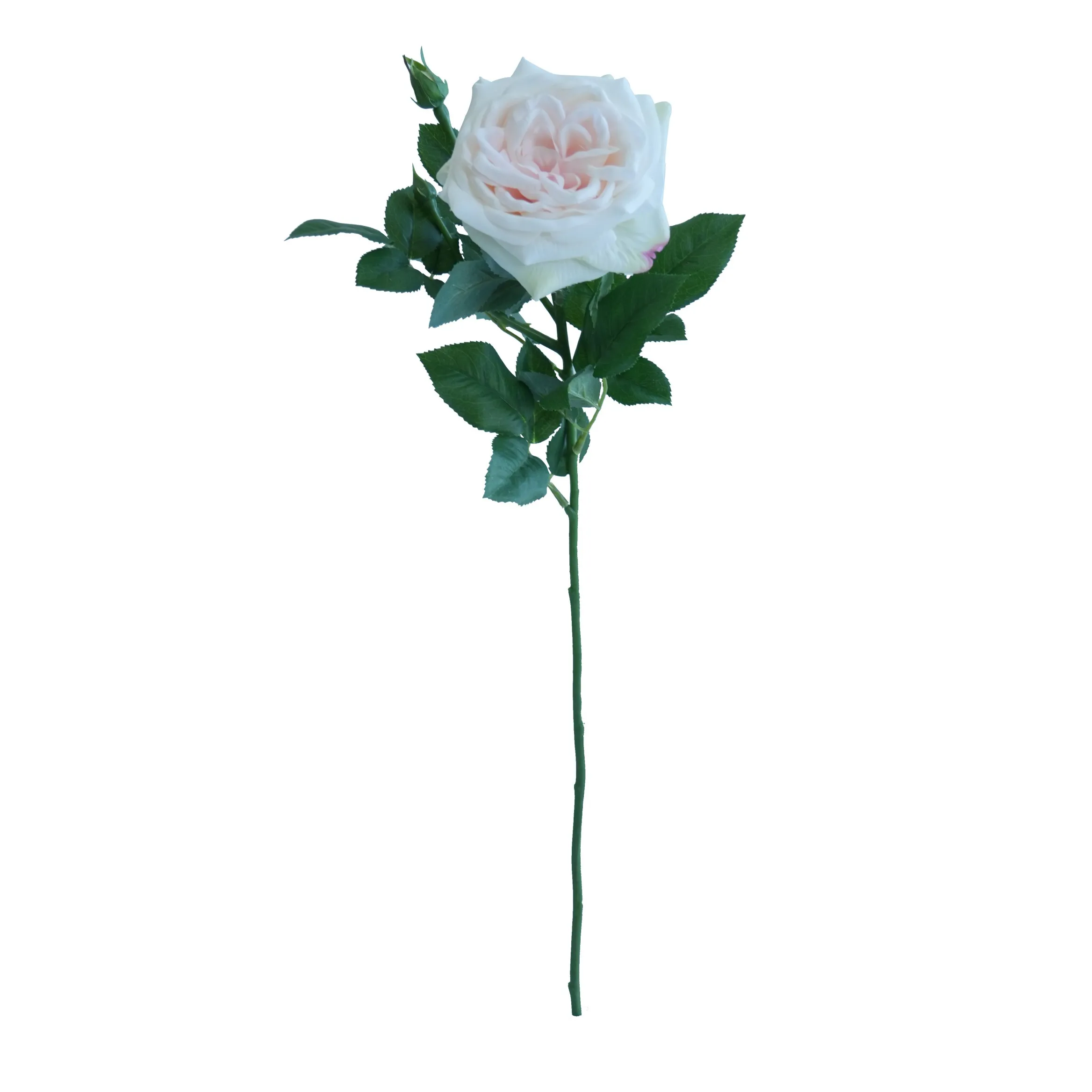 Rose lychue célibataire
