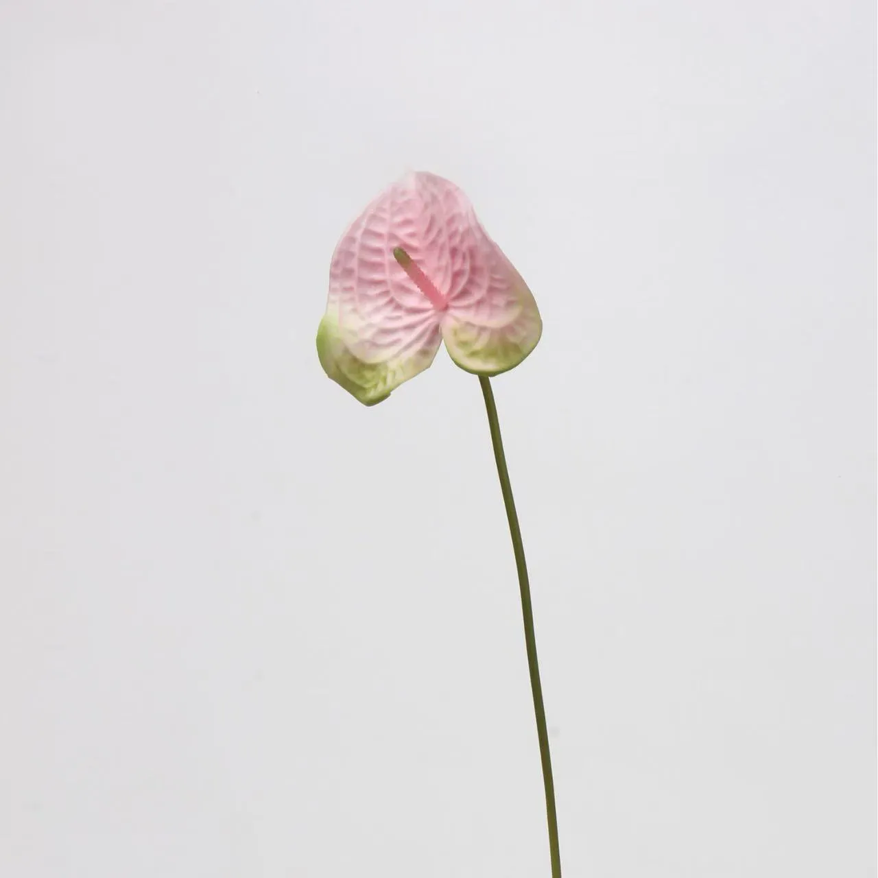 anthurium paume