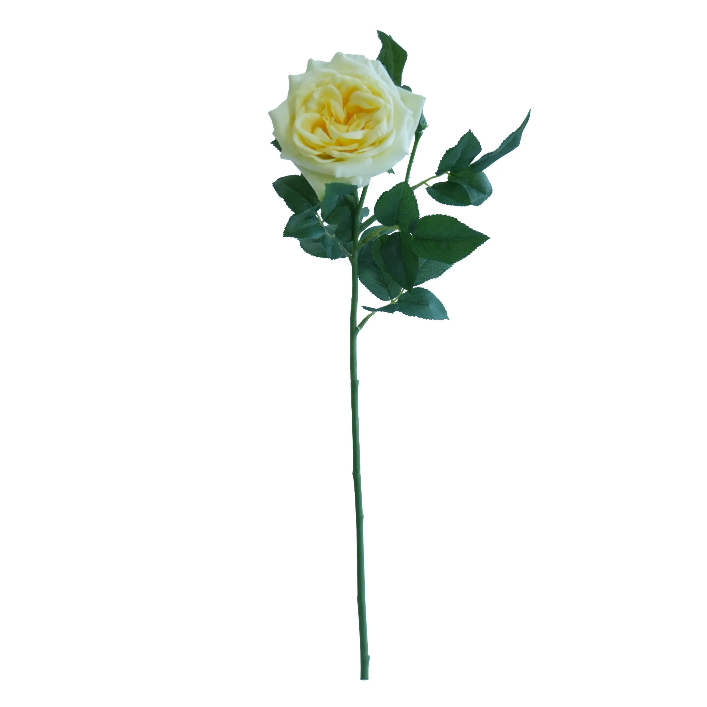 Rose lychue célibataire