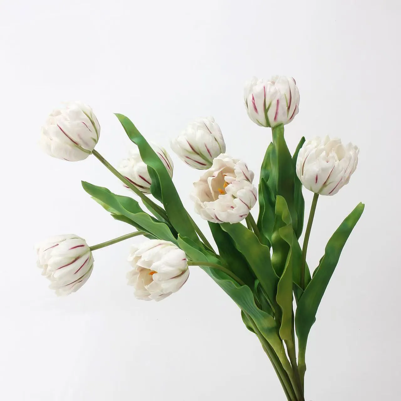 tulip rococo