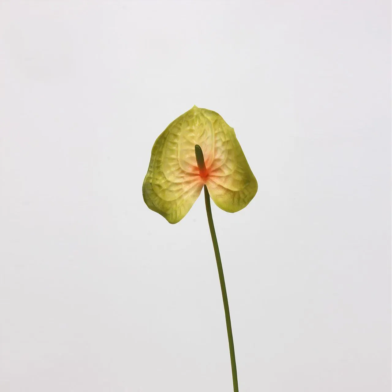 anthurium paume