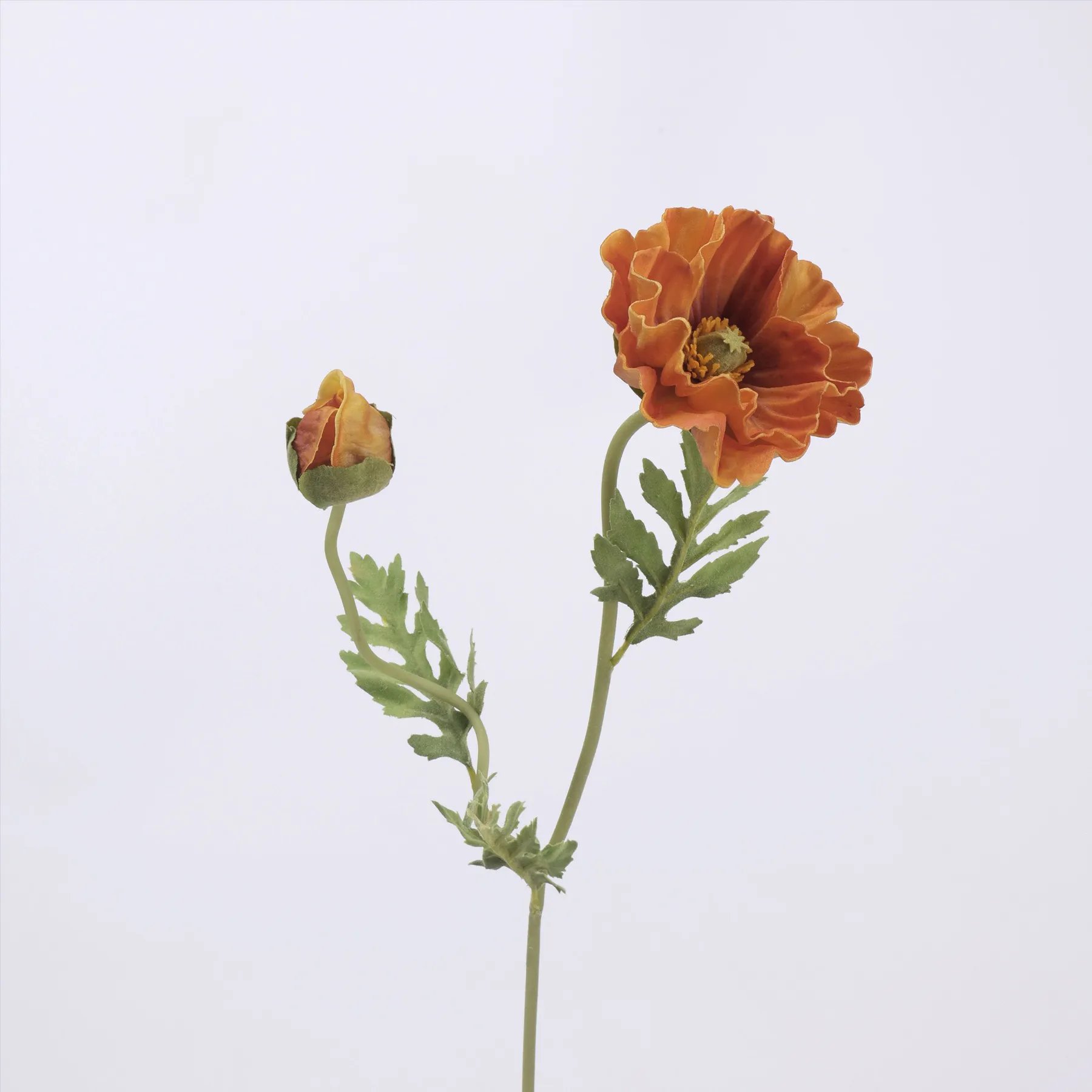 poppy de maïs