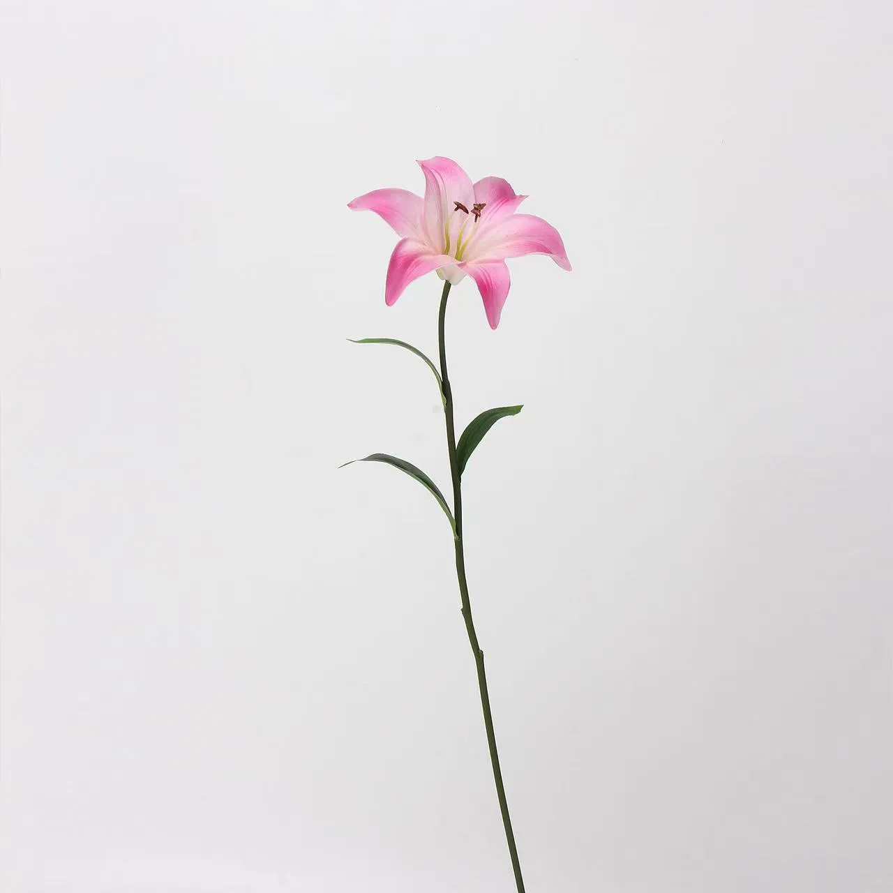 Lily amant
