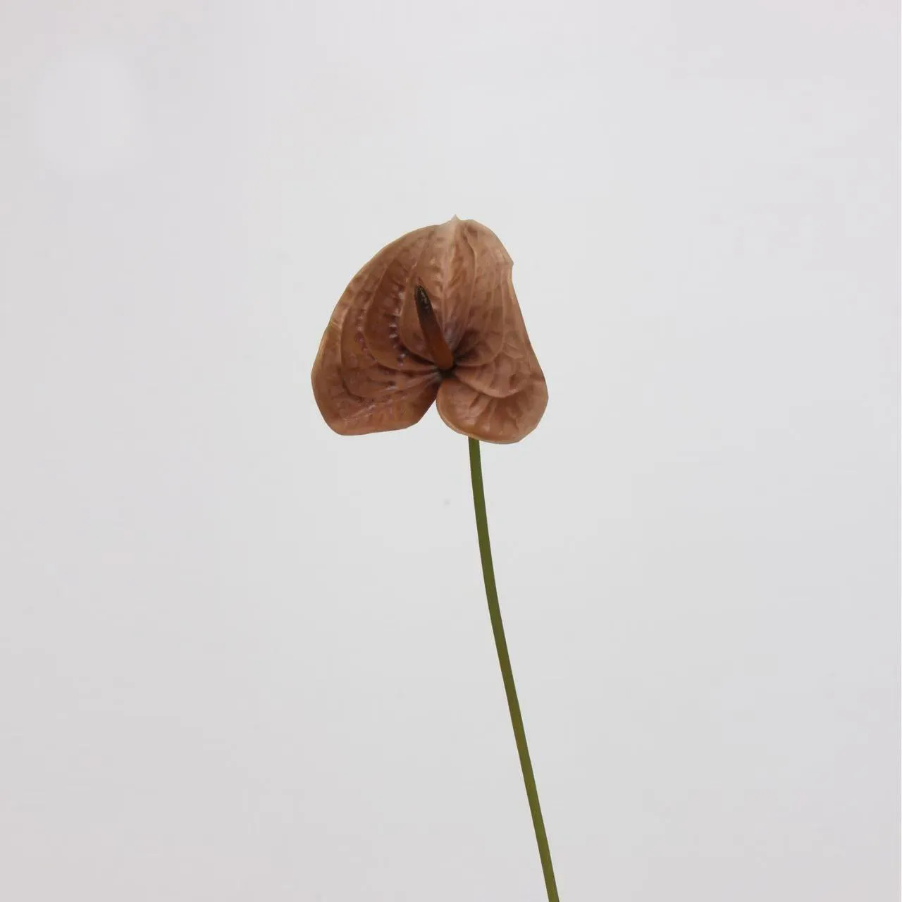 anthurium paume