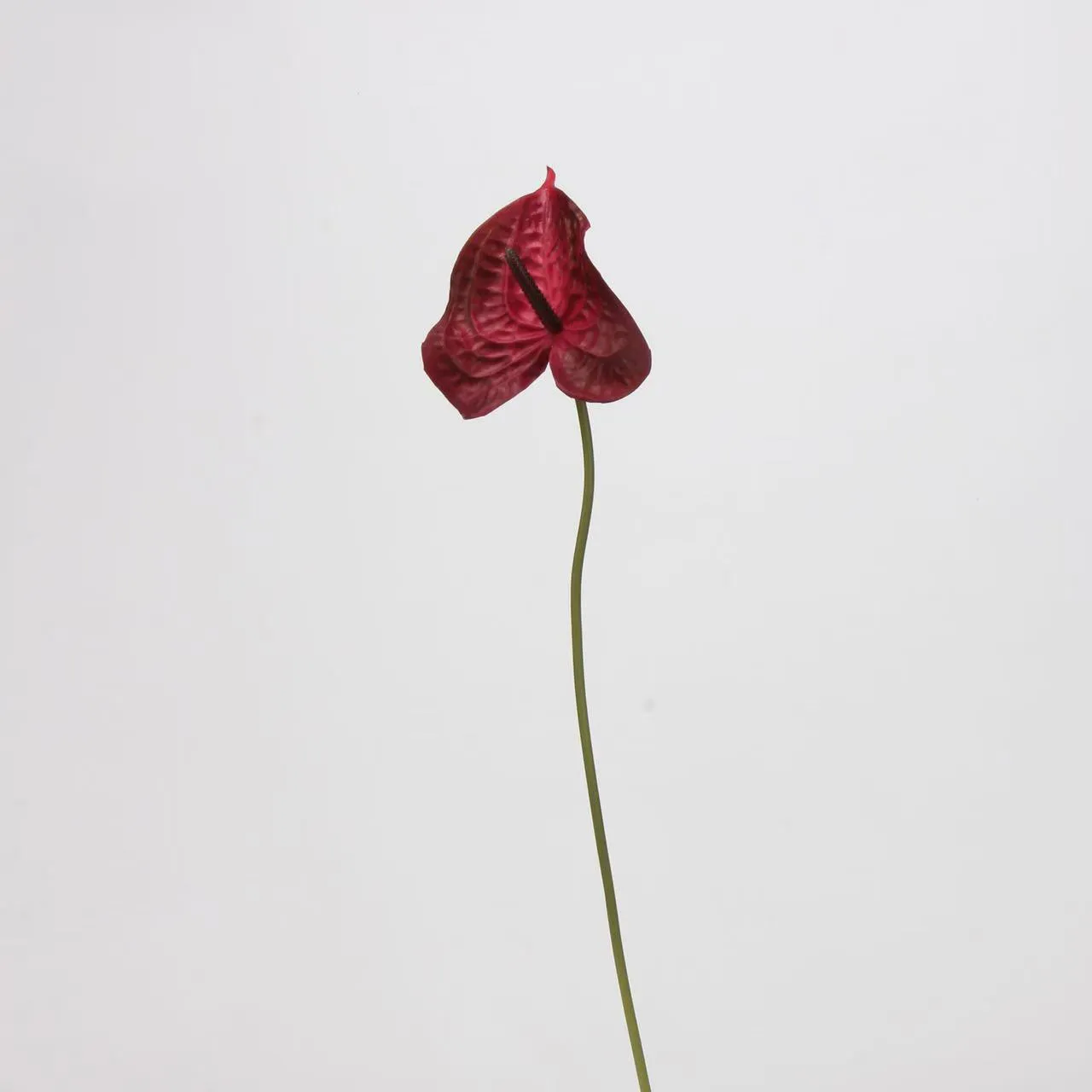 anthurium paume