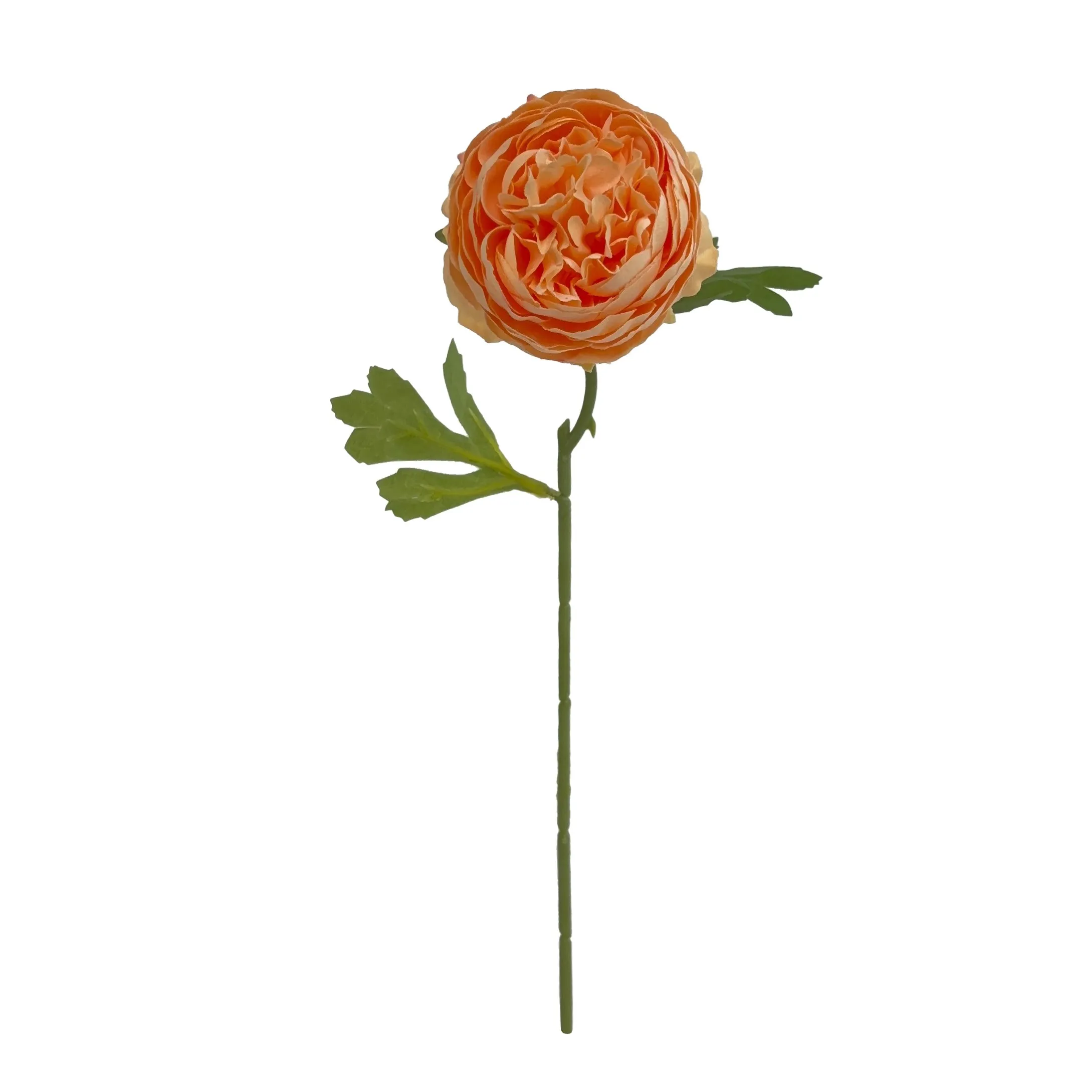 Pivoines mono-tête