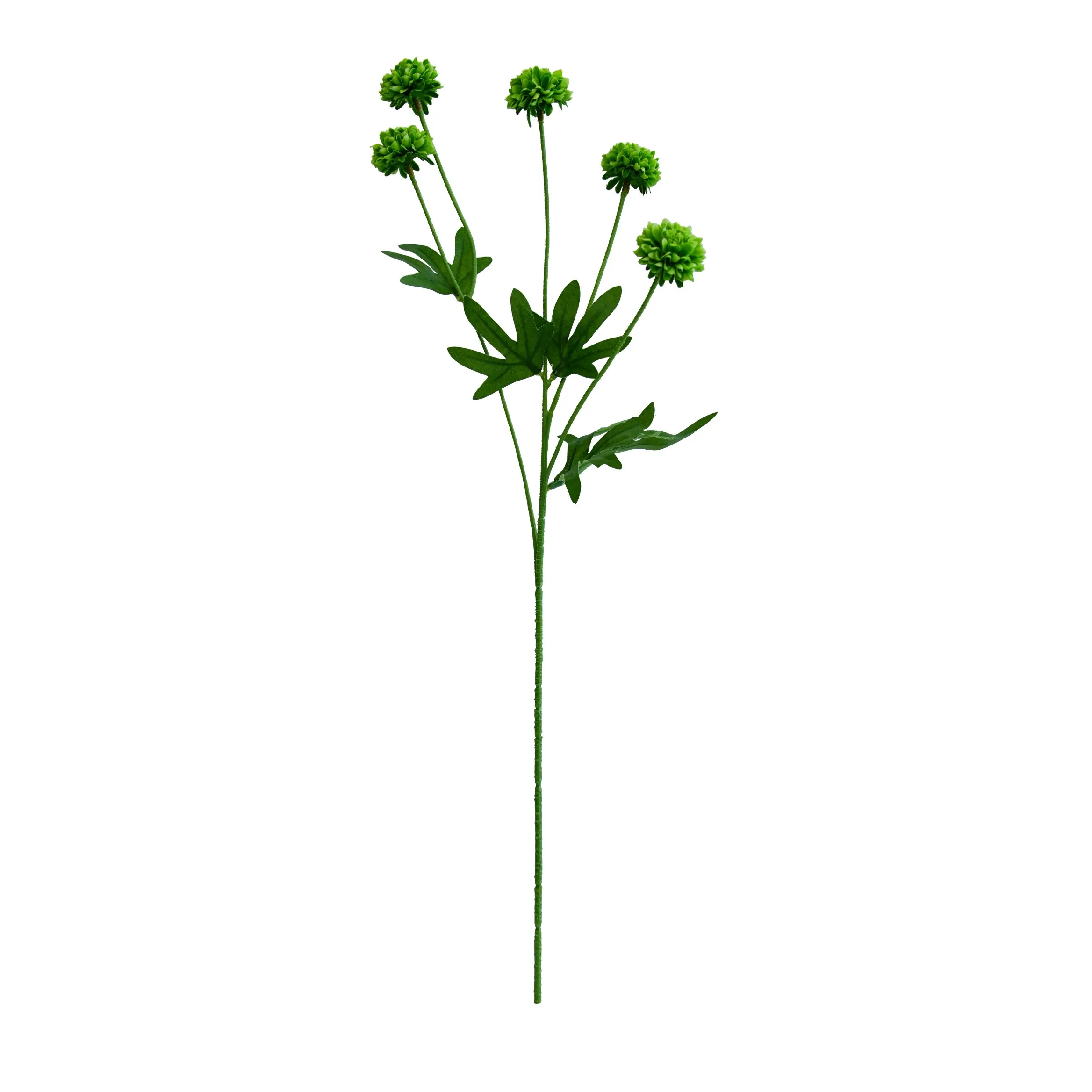 Un seul chrysanthemum