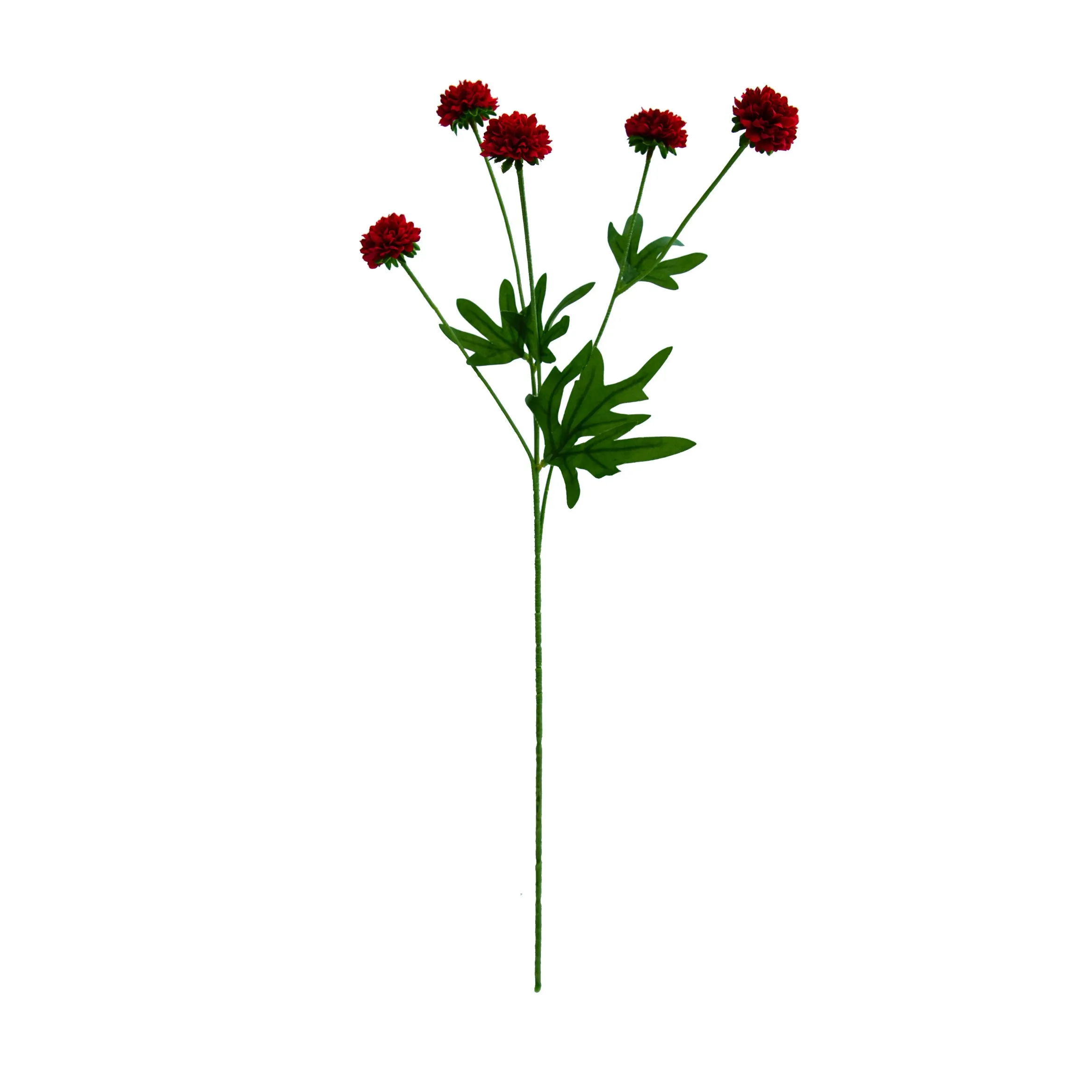 Un seul chrysanthemum