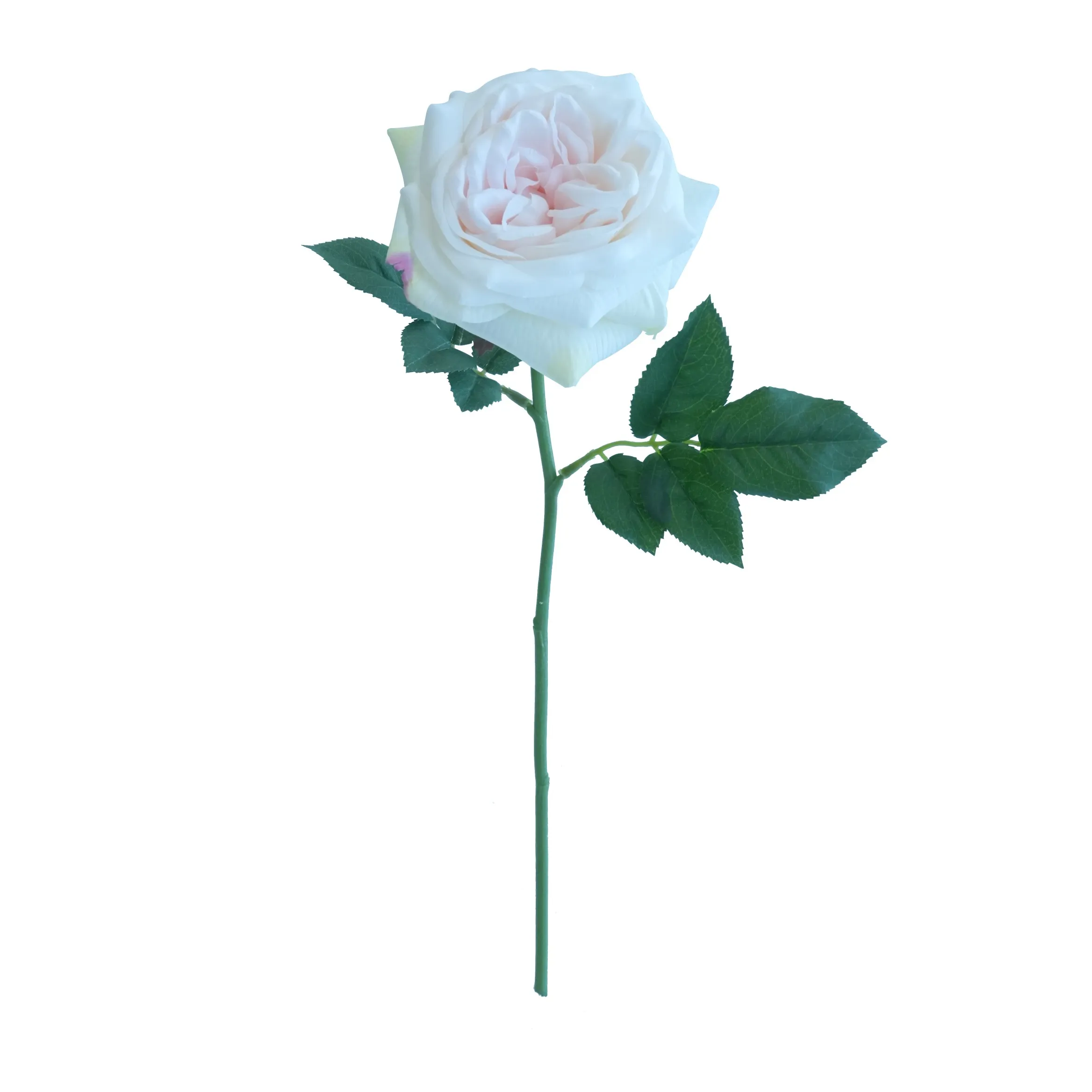 Rose de lys courts