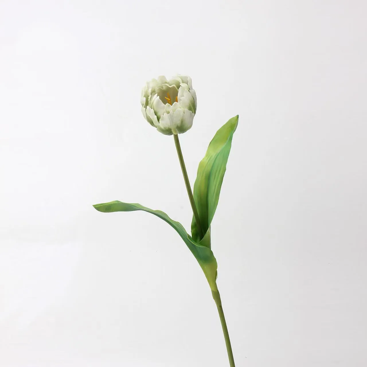 tulip rococo