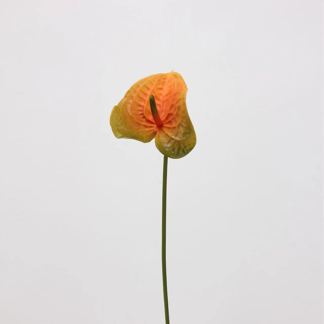 anthurium paume