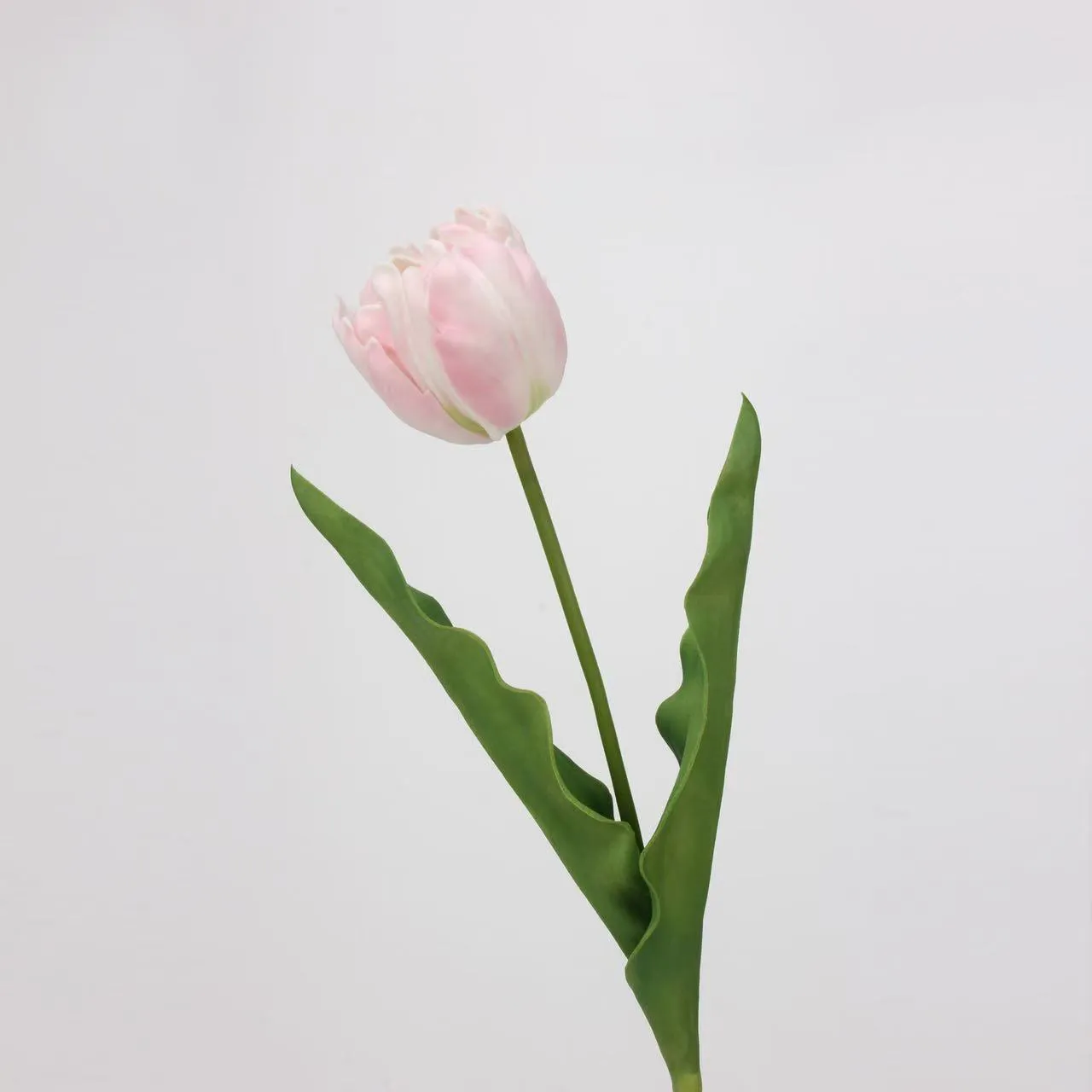 tulip rococo
