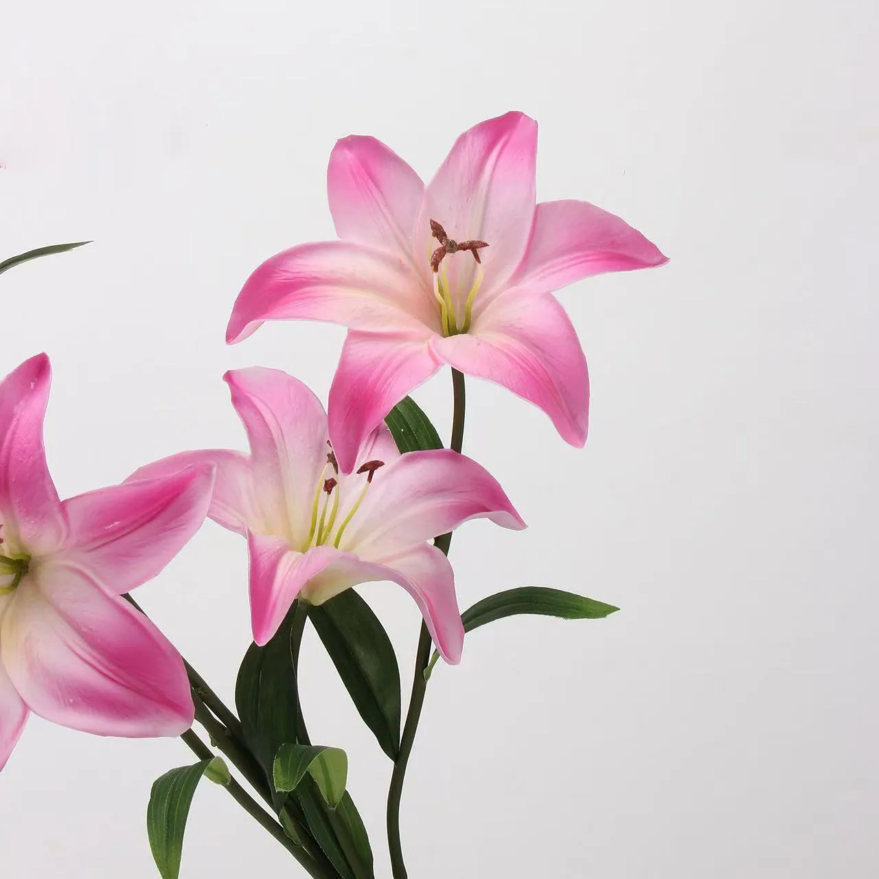 Lily amant