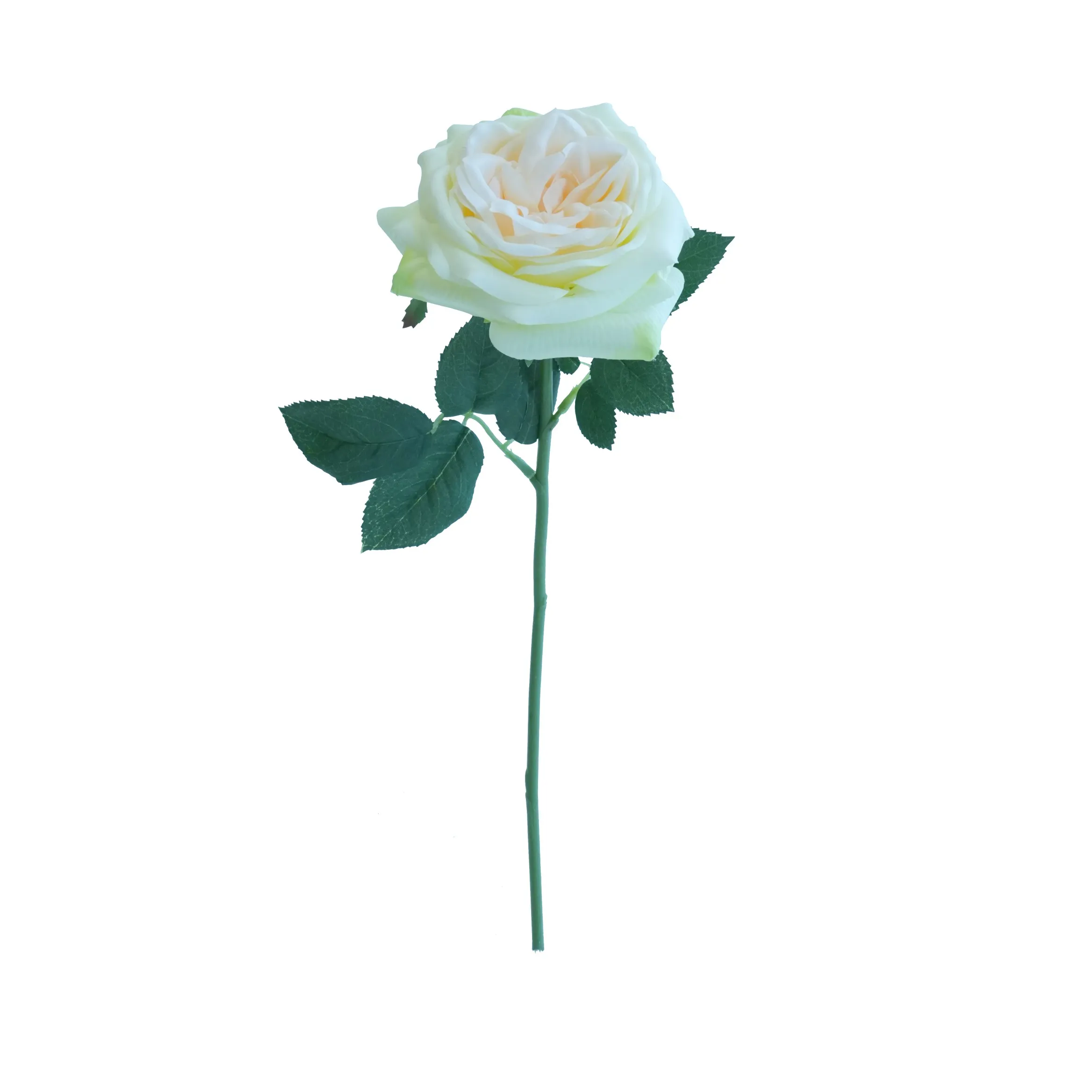 Rose de lys courts